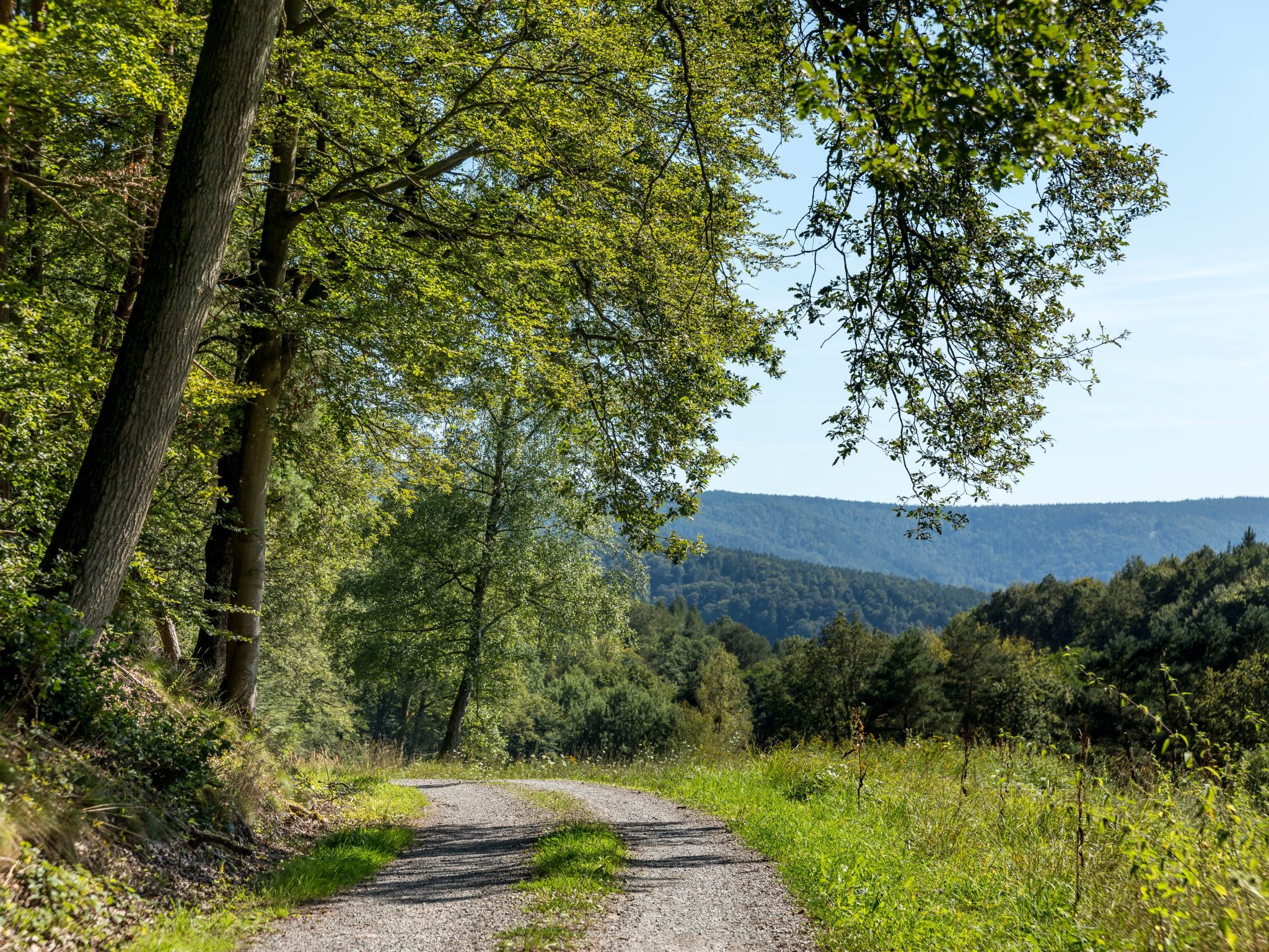 Symbolbild_Wald