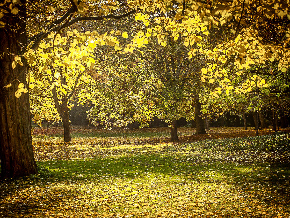 Baum_Wald_Herbst42