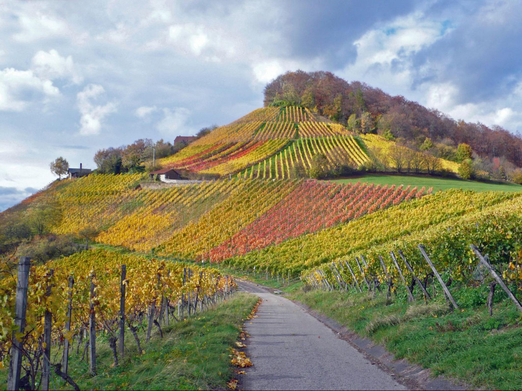 Region_MAinfranken2 Ganz oben im Weinberg, Ort: Stollberg-Handthal Foto: G. Engert