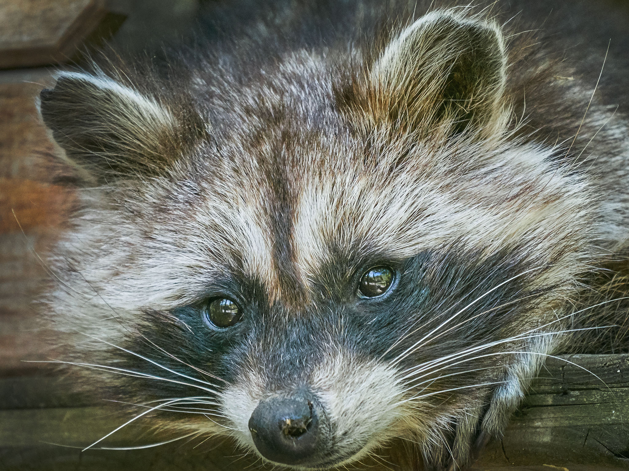 Waschbaer.jpg Ein Waschbär. Symbolfoto: pixabay