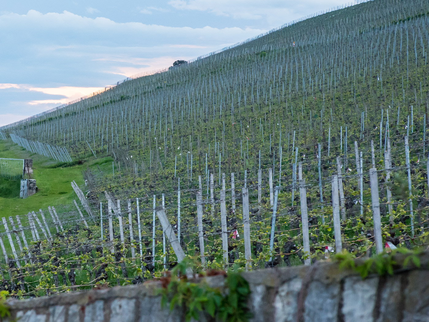 Weinberge Weinberge. Symbolfoto: Pascal Höfig