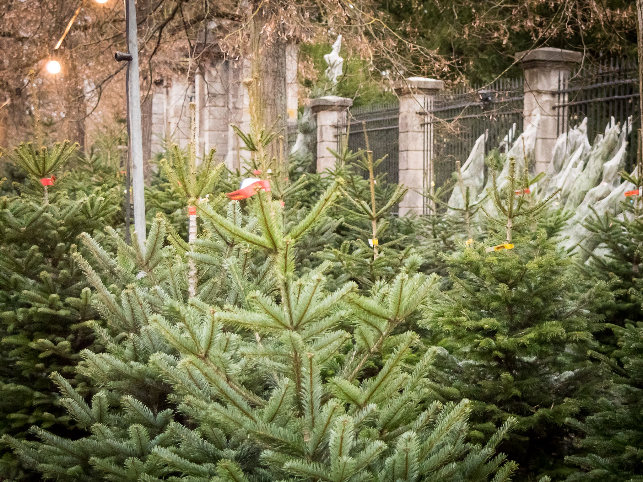 Weihnachten_Christbaum03 Christbäume. Foto: Pascal Höfig