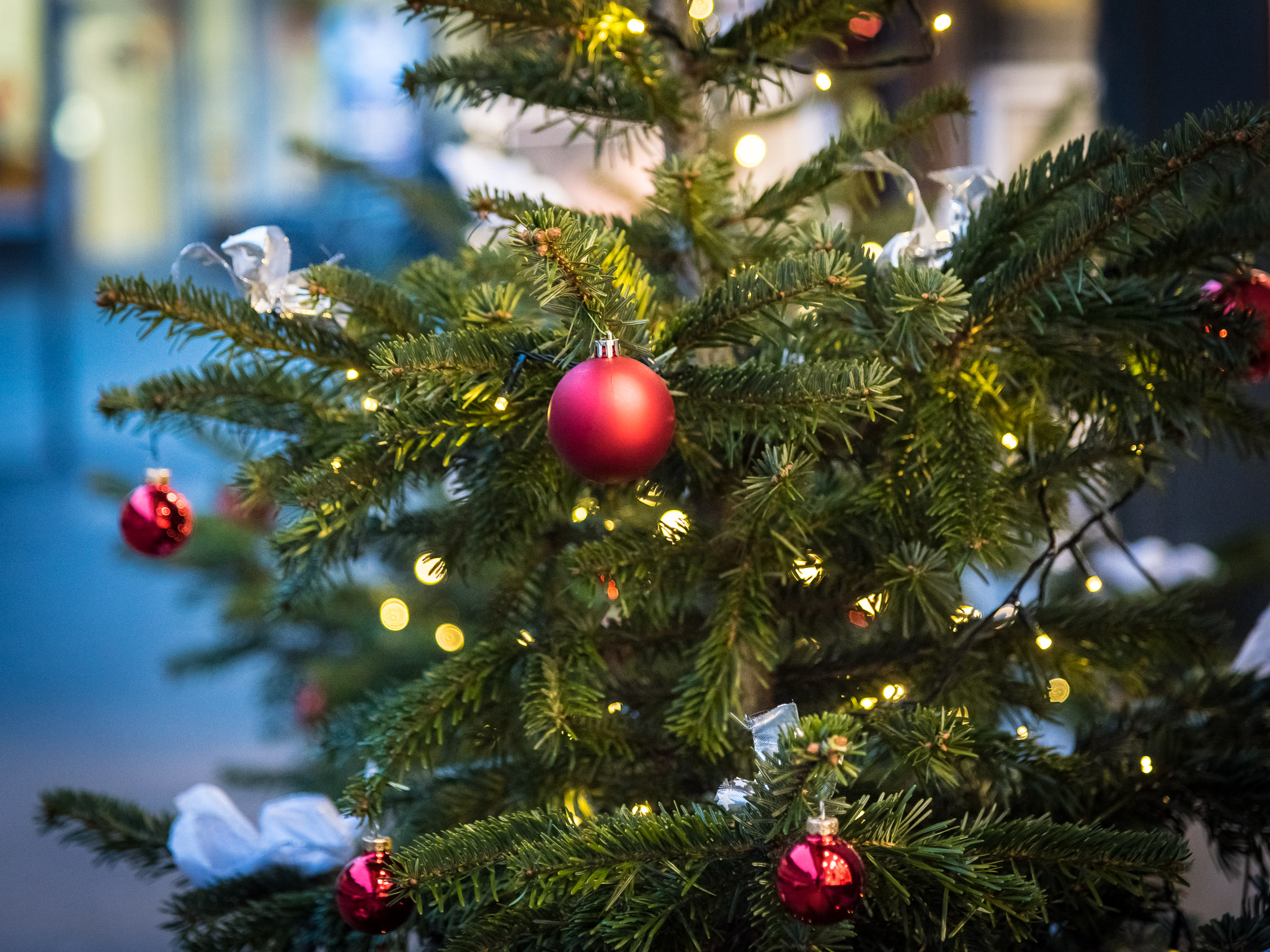 Christbaum. Foto: Pascal Höfig