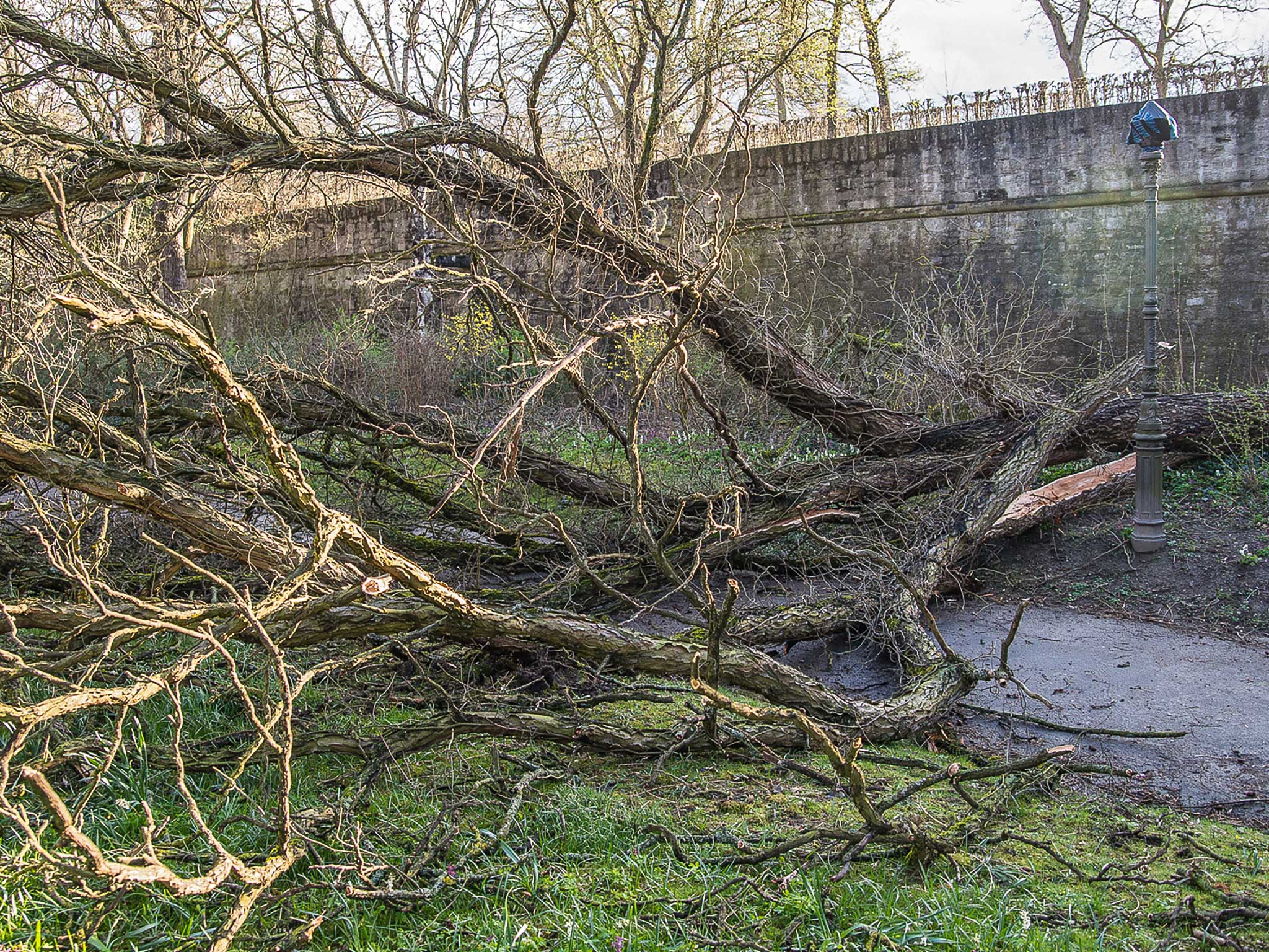 Sturm-Baum.jpg Ein umgestürzter Baum nach einem Unwetter. Foto: Pascal Höfig