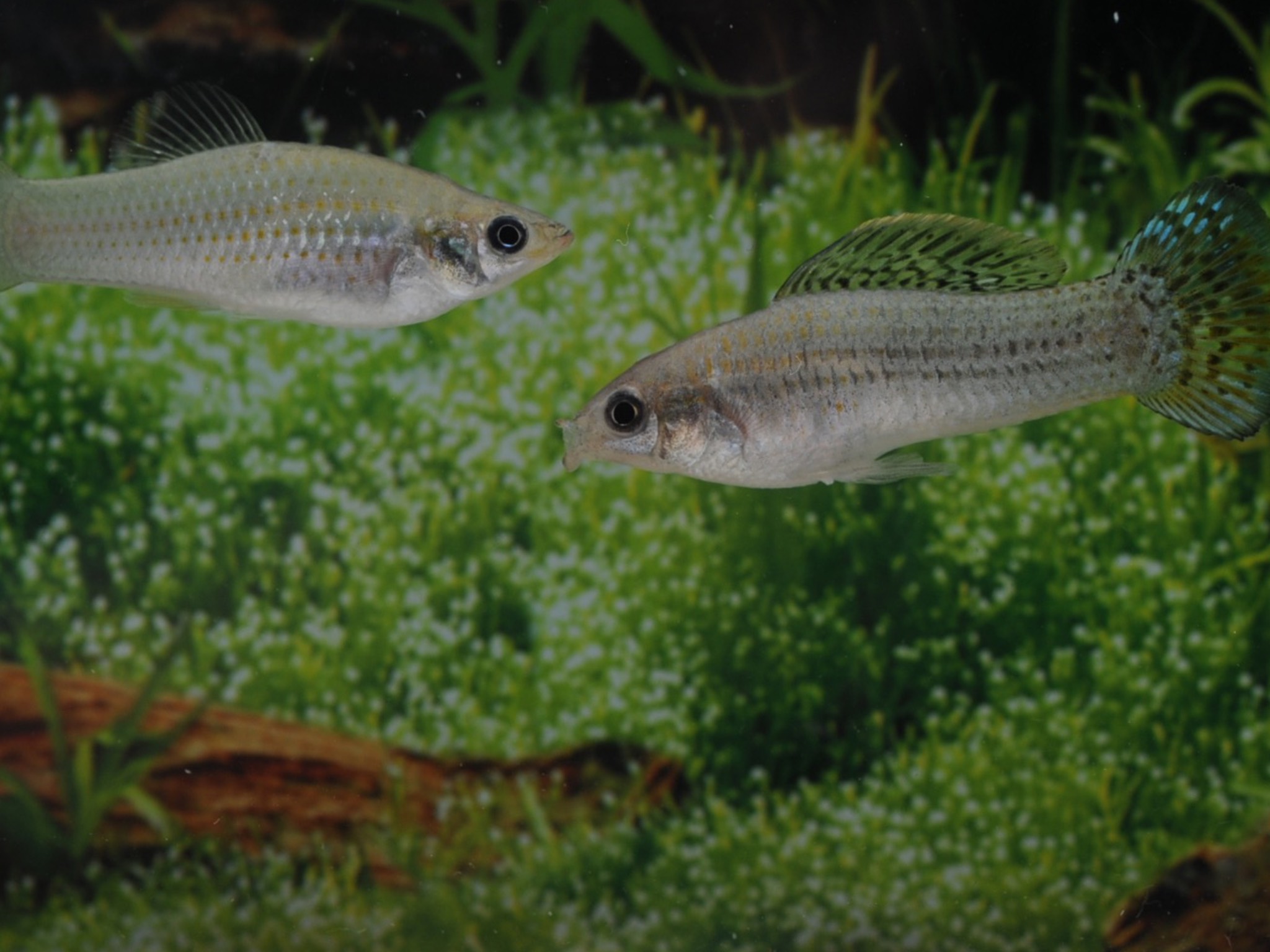 Amazonenkaerpfling_Fisch_Uni Zwei Exemplare des Amazonenkärpflings (Poecilia formosa). Foto: Manfred Schartl