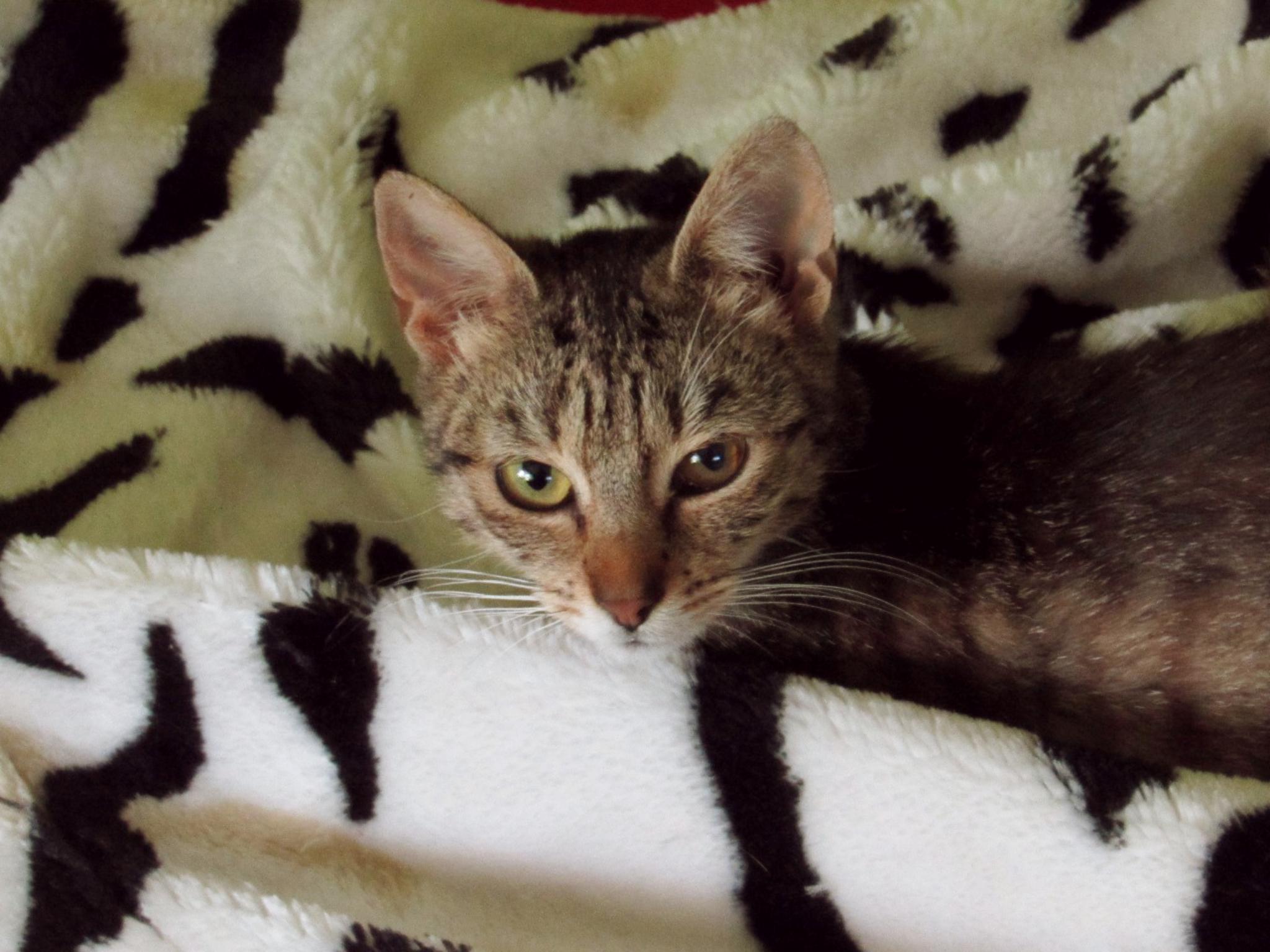 Katze Foto: Katzenhilfe in und um Würzburg Mainfränkischer Tierschutz e.V.