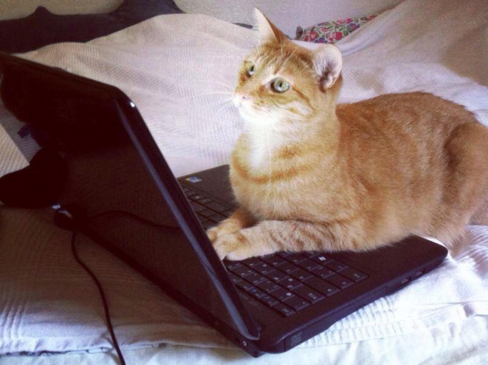 Katze Katze am Laptop. Foto: Katzenhilfe in und um Würzburg Mainfränkischer Tierschutz e.V.
