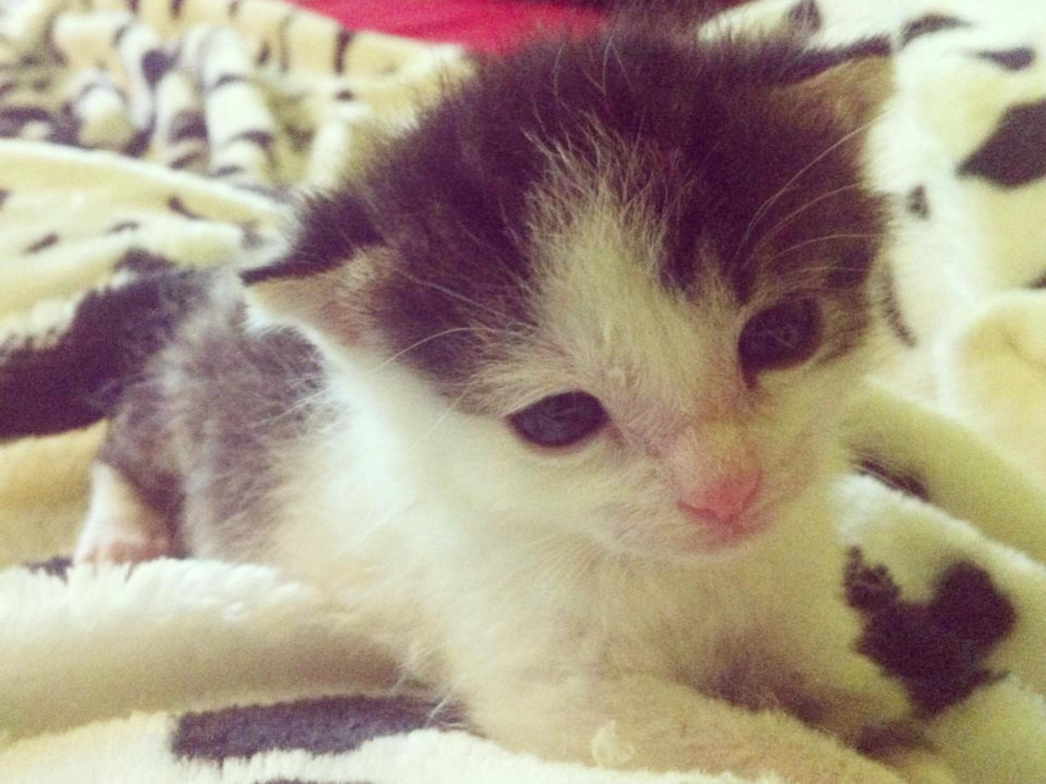 Babykatze Foto: Katzenhilfe in und um Würzburg Mainfränkischer Tierschutz e.V.