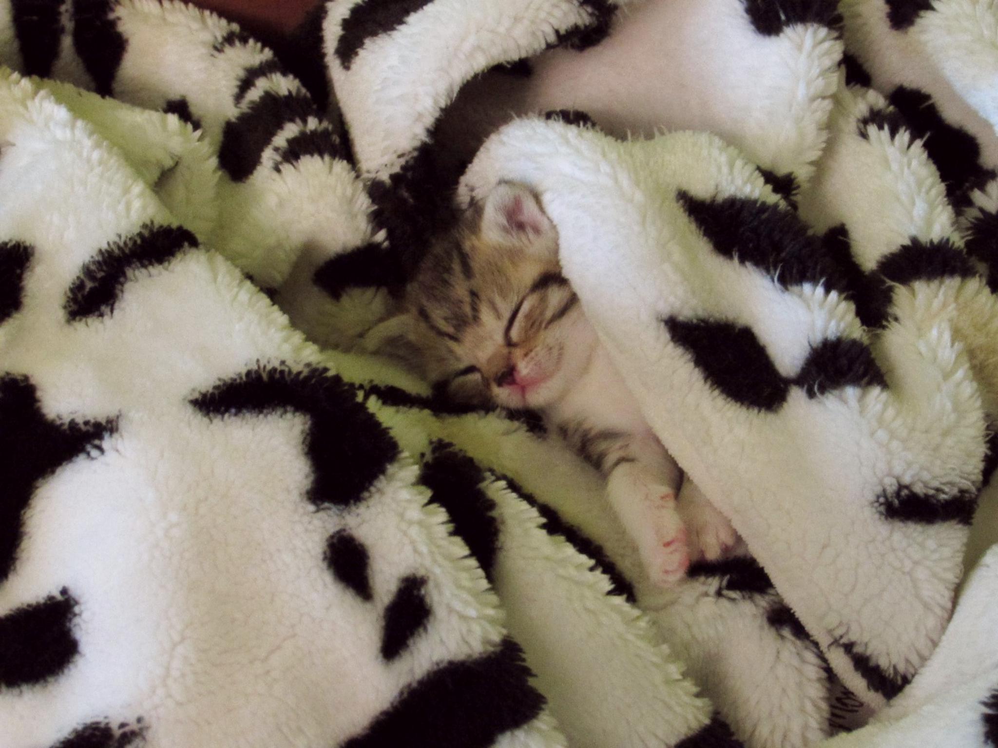 Babykatze Foto: Katzenhilfe in und um Würzburg Mainfränkischer Tierschutz e.V.