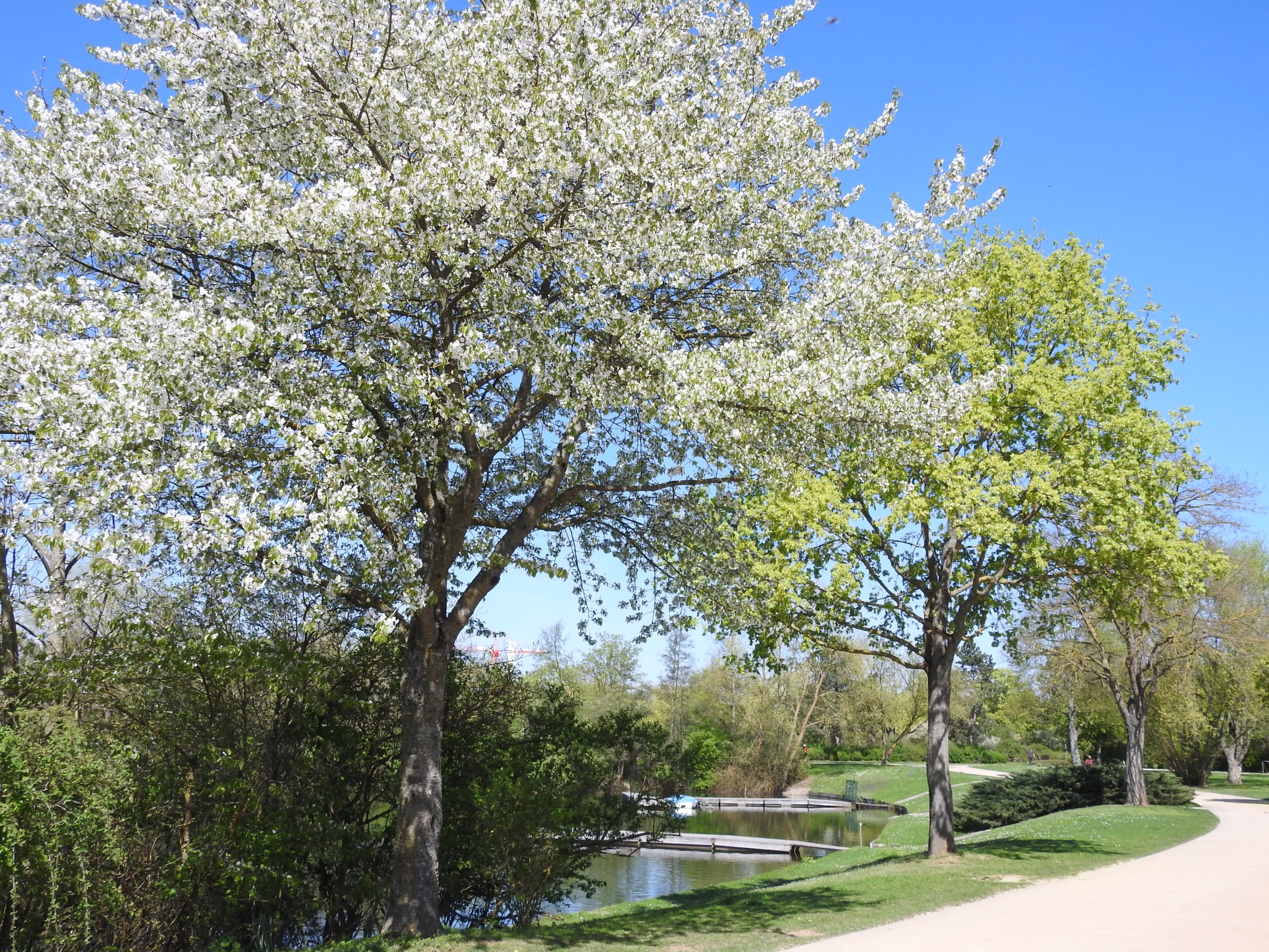 Baggersee_Schweinfurt Der Baggersee im Frühling. Foto: Dirk Flieger