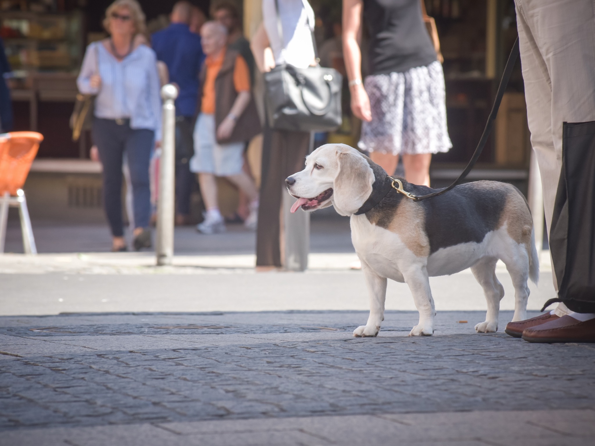 Symbol_Hund_Sommer Symbolbild Hund. Foto: Pascal Höfig