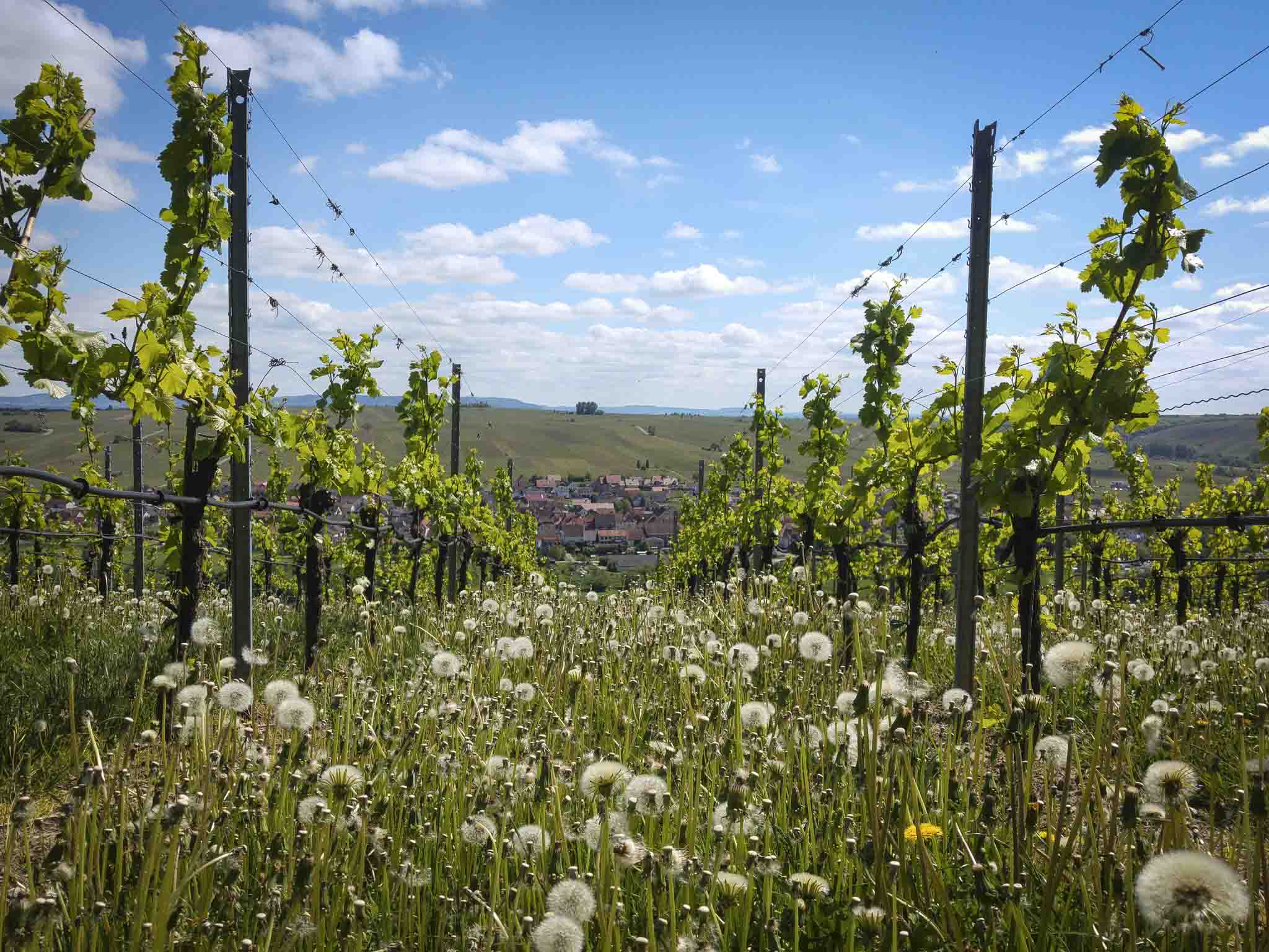 2019 01 29 Symbolfoto Landwirtschaft Weinbau 2 Weinbau. Symbolbild: Dominik Ziegler