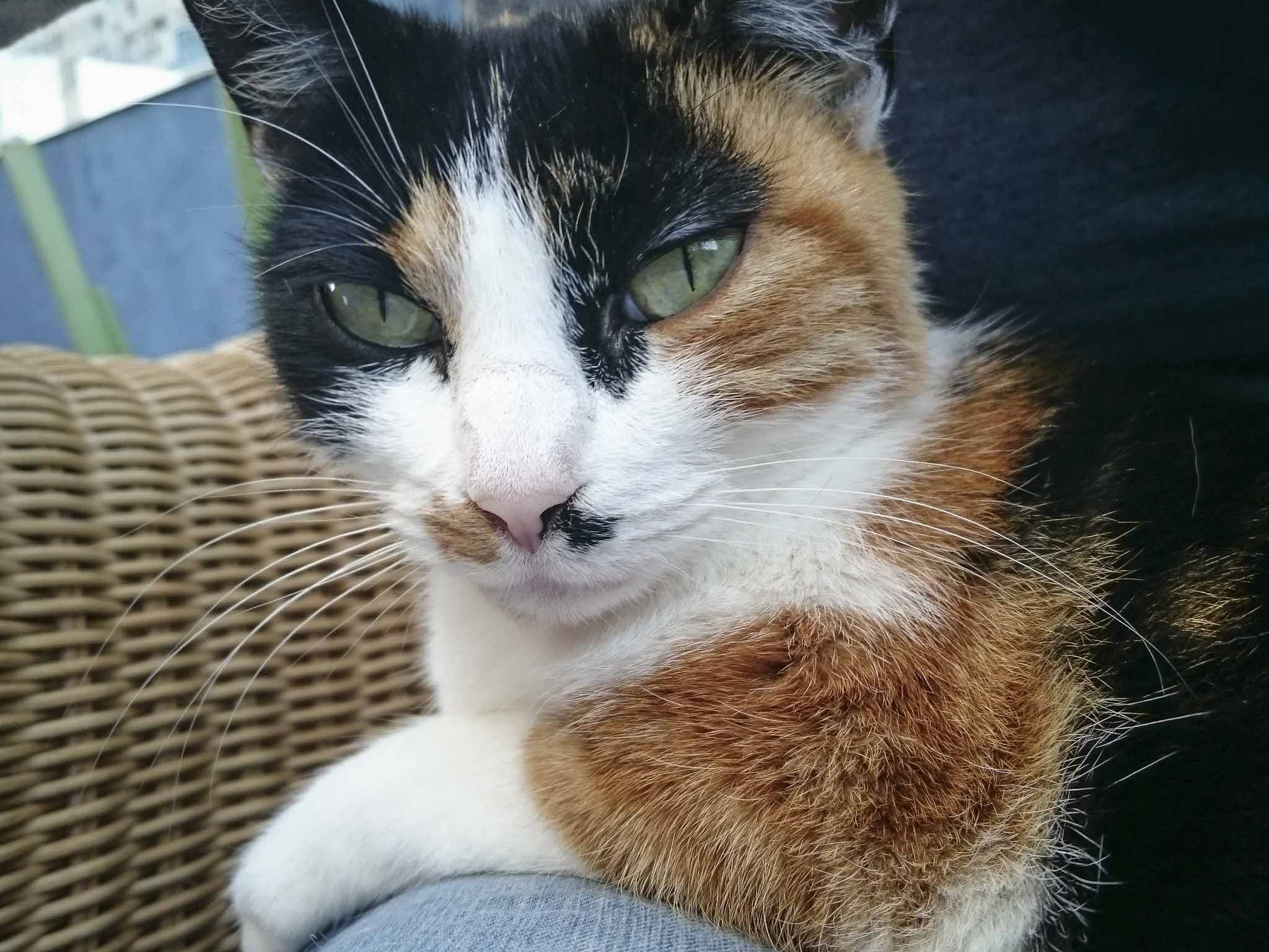 Symbolfoto Katzen. Foto: Inka