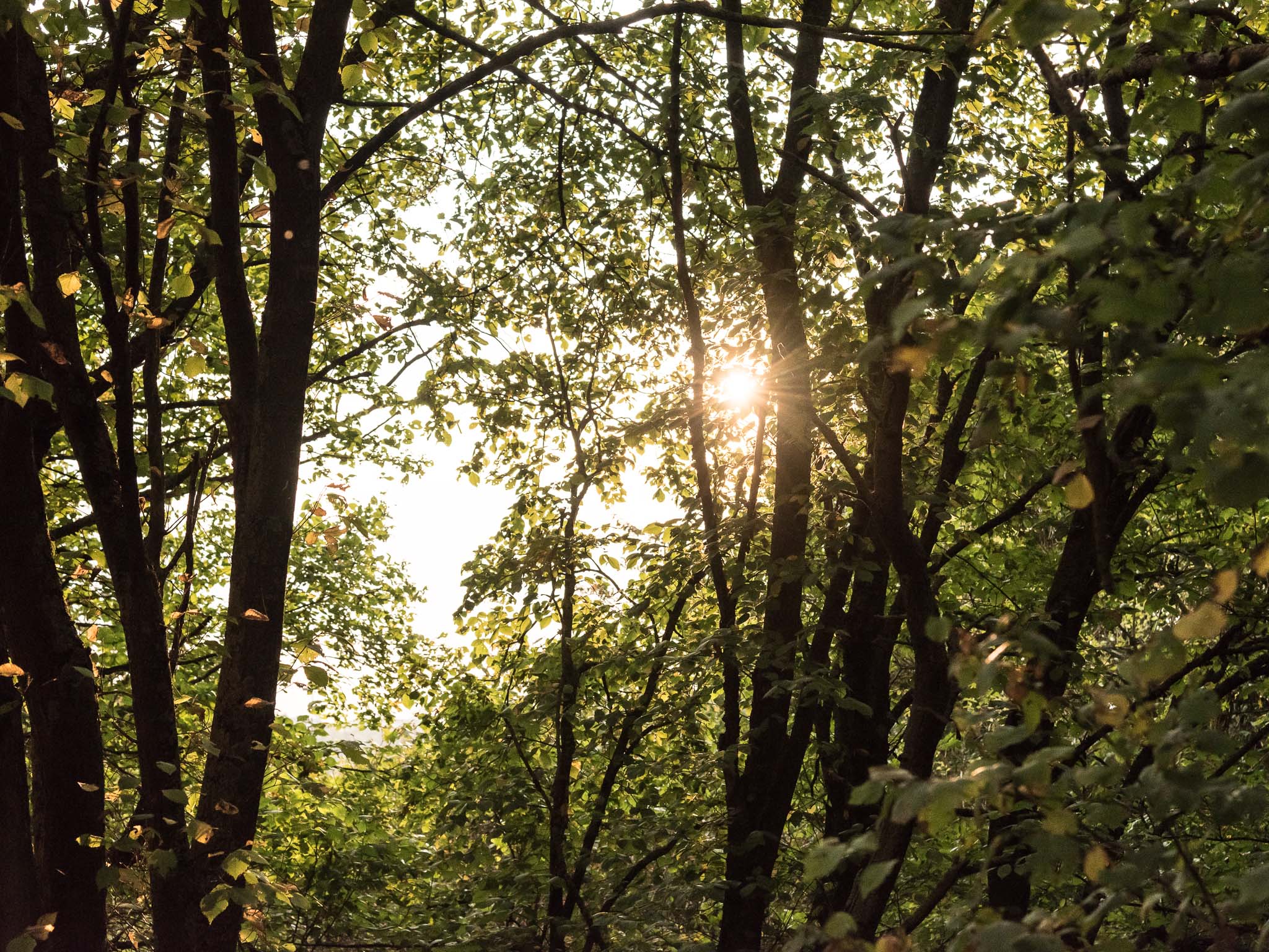 Herbst_Sonne_Wald_01 Symbolfoto Wald. Foto: Pascal Höfig
