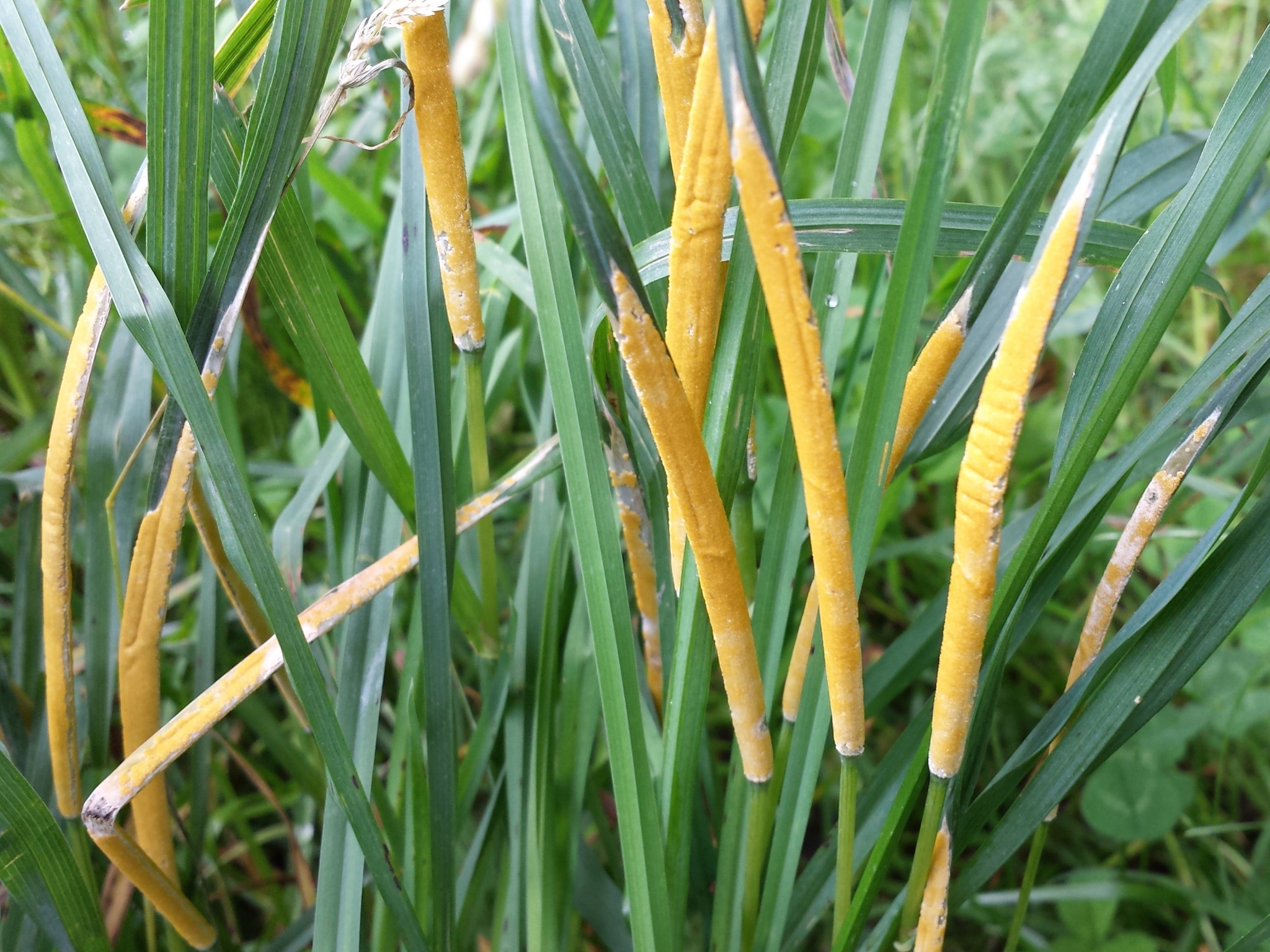 giftigesWeidelgras_Pilz Von einigen Epichloë-Arten gibt es eine sexuelle Form, die einen außen sichtbaren Fruchtkörper ausbildet mit gelben Pilzfruchtkörpern. Hier im Bild ein Gras der Sorte Dactylis glomerata aus dem Landkreis Würzburg. Foto: Jochen Krauss