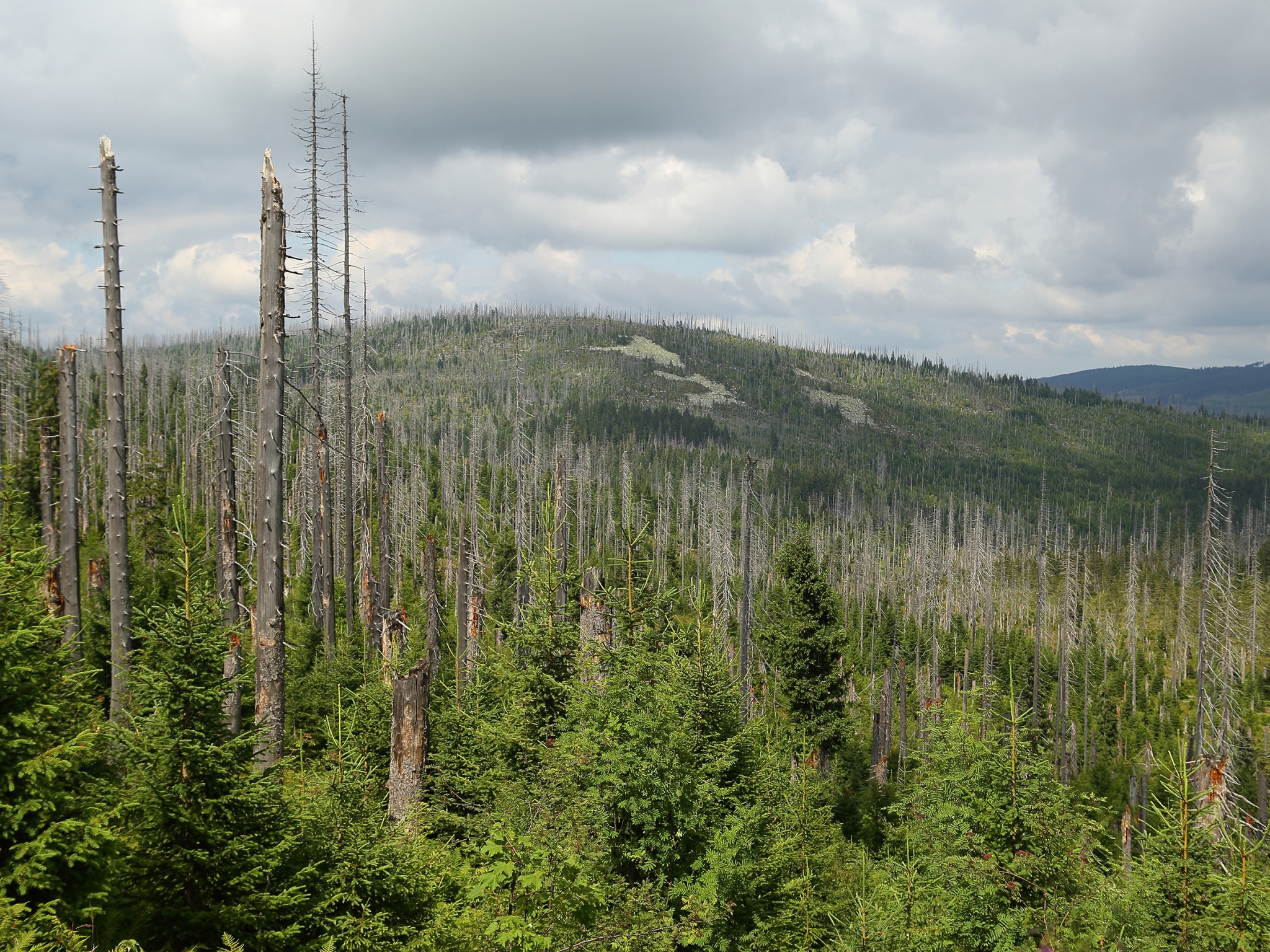 Waldsterben_Uni Durch Borkenkäfer abgetötete Fichten am Lusen im Nationalpark Bayerischer Wald. Foto: Simon Thorn / Universität Würzburg