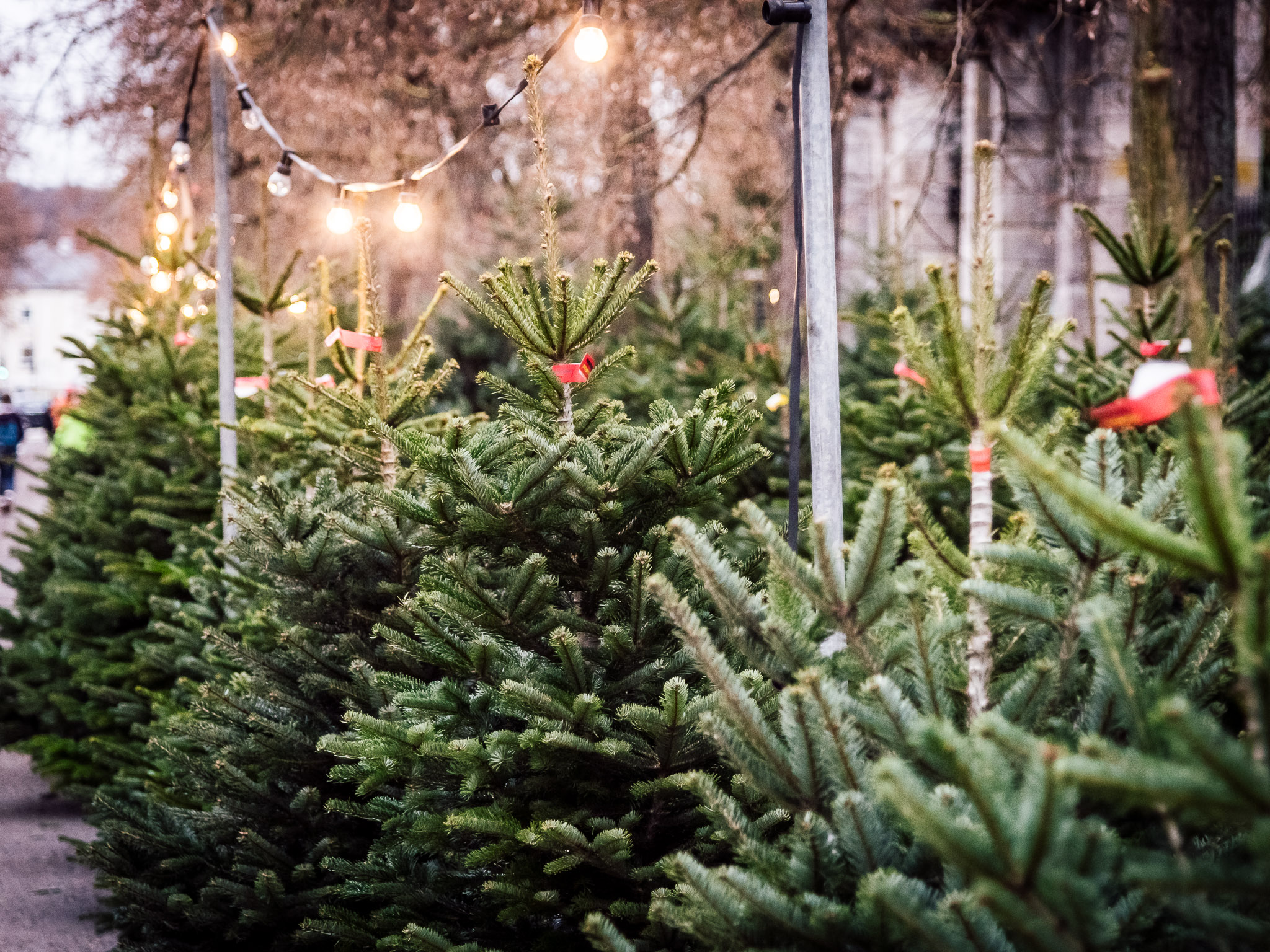 Weihnachten_Christbaum02 Weihnachtsbaumverkauf. Foto: Pascal Höfig