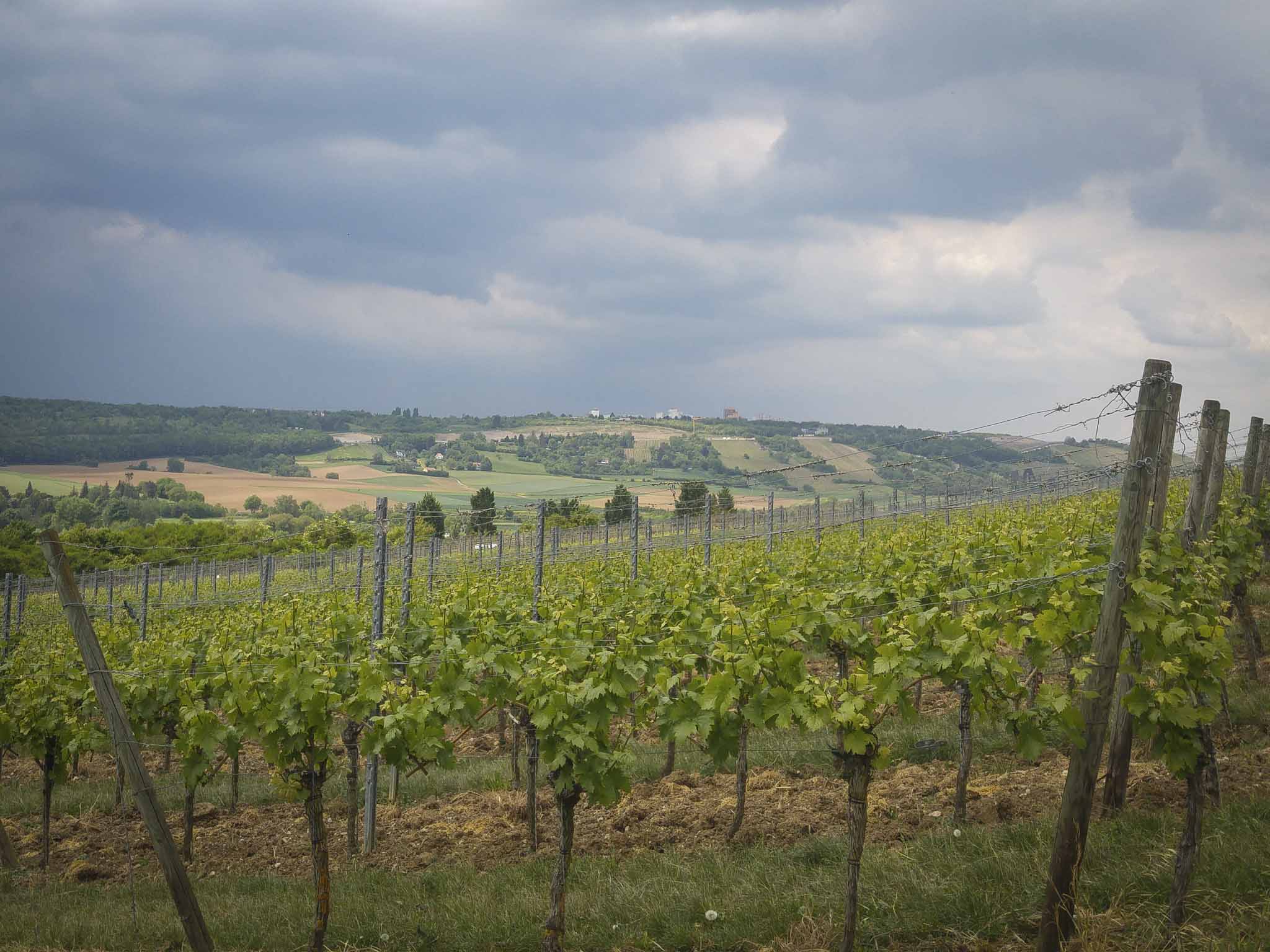 Weinbau. Symbolbild: Dominik Ziegler