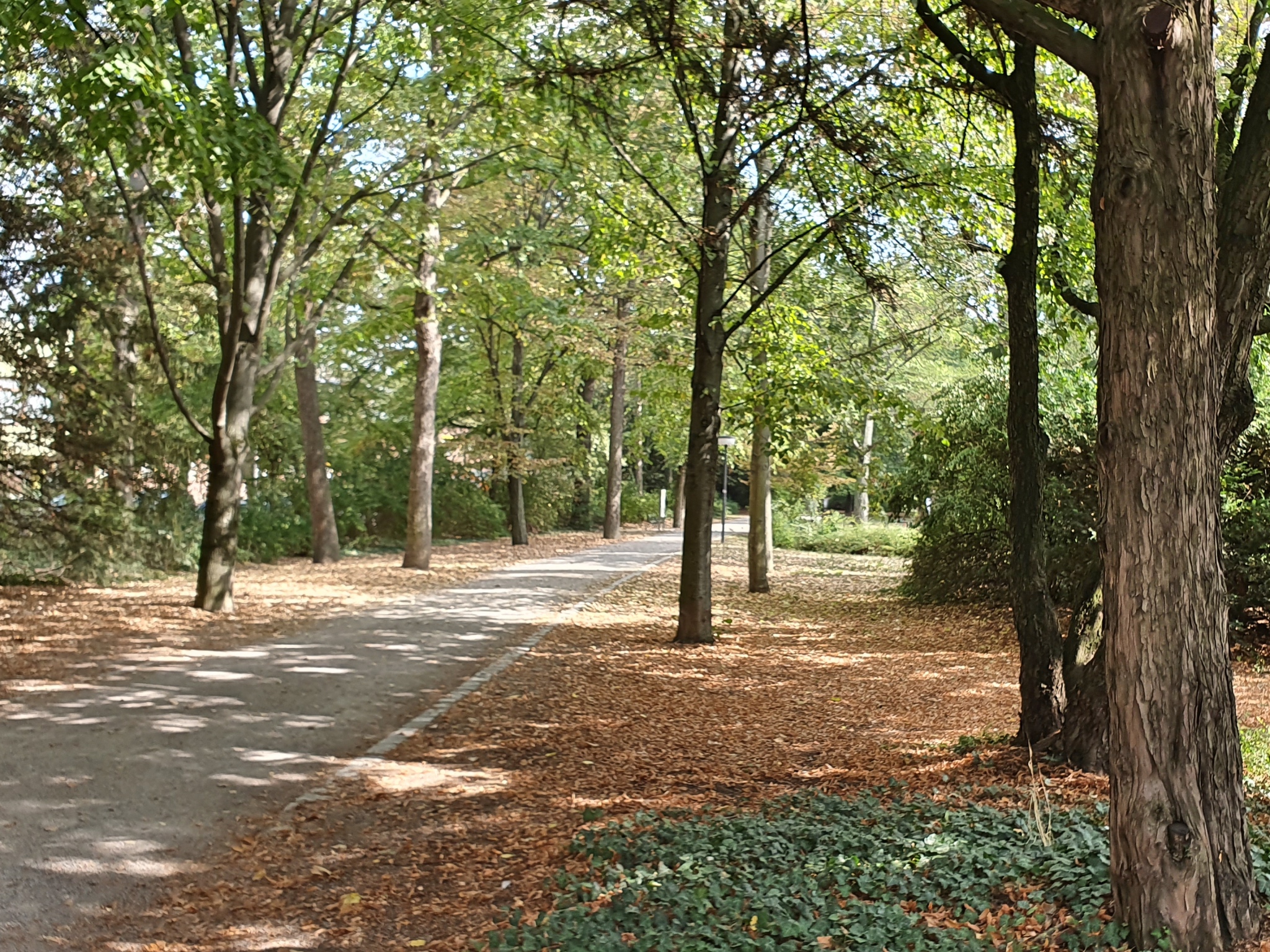 Der Herbst im Ringpark. Foto: Jessica Hänse