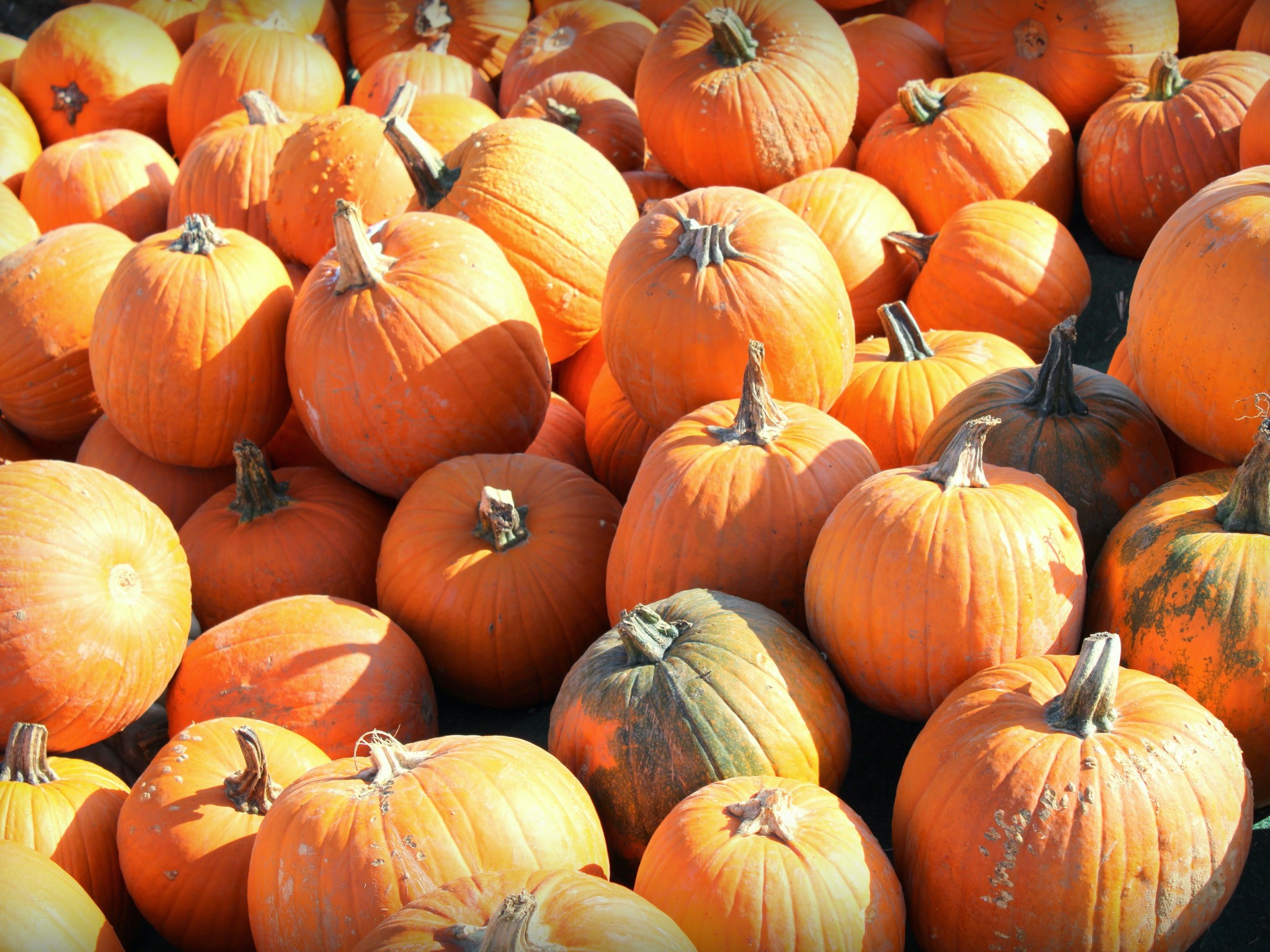 Kürbis im Herbst. Foto: Jessica Hänse
