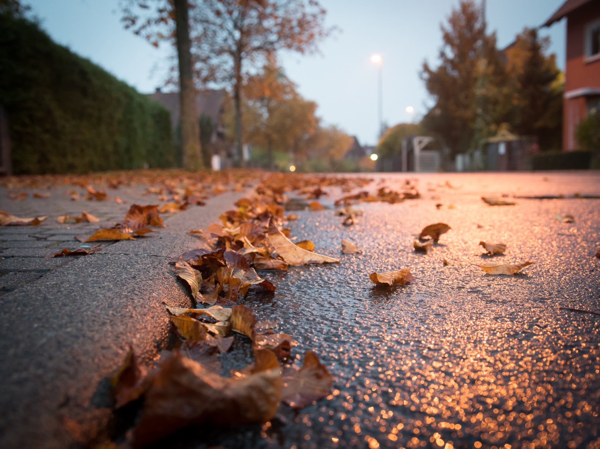 Herbst_Laub_Blaetter_Strasse Symbolfoto Herbstlaub. Foto: Pascal Höfig