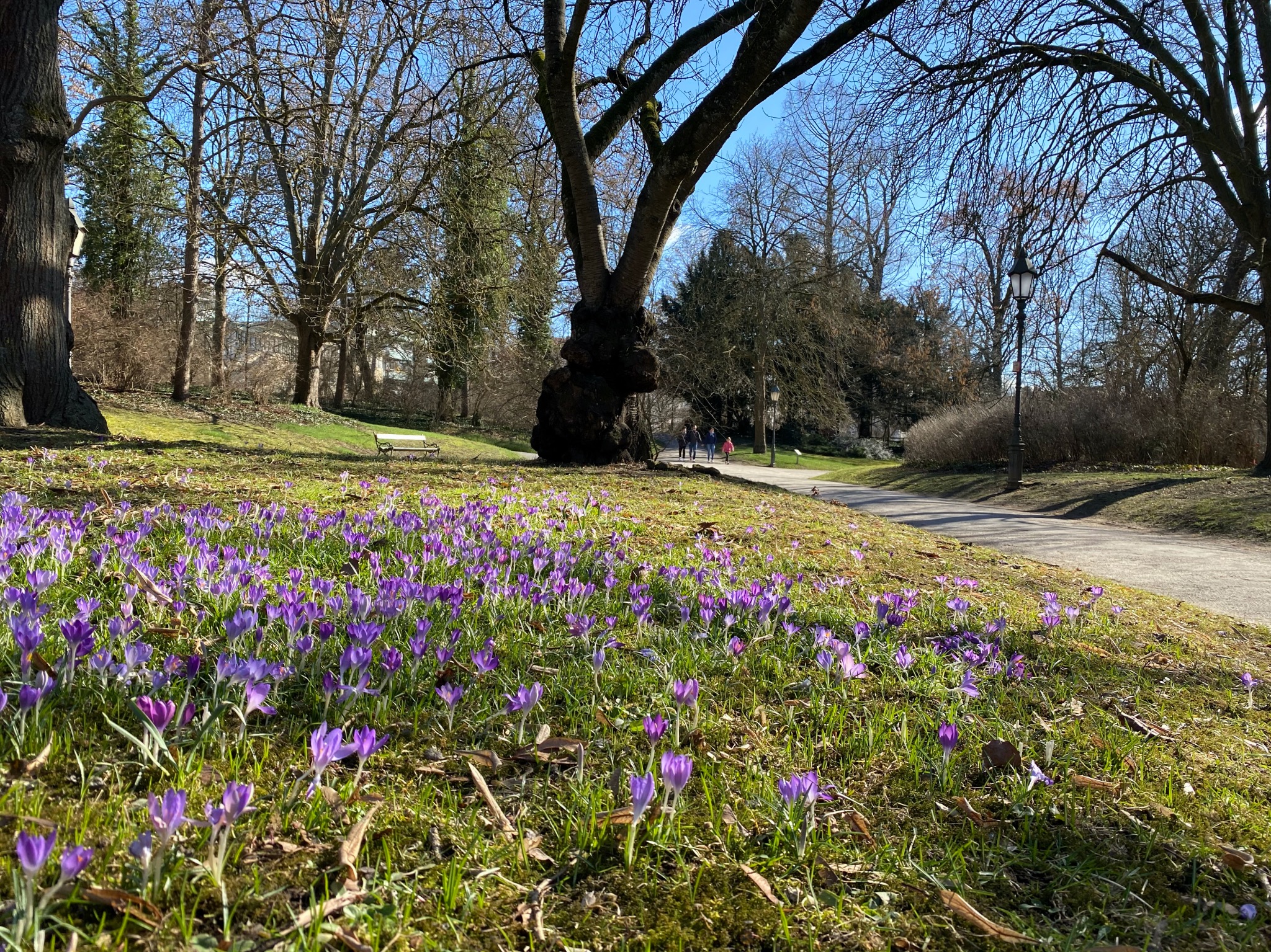 Ringpark_Blumen Erste Blümchen gab es schon Anfang März im Ringpark. Foto: Jessica Hänse