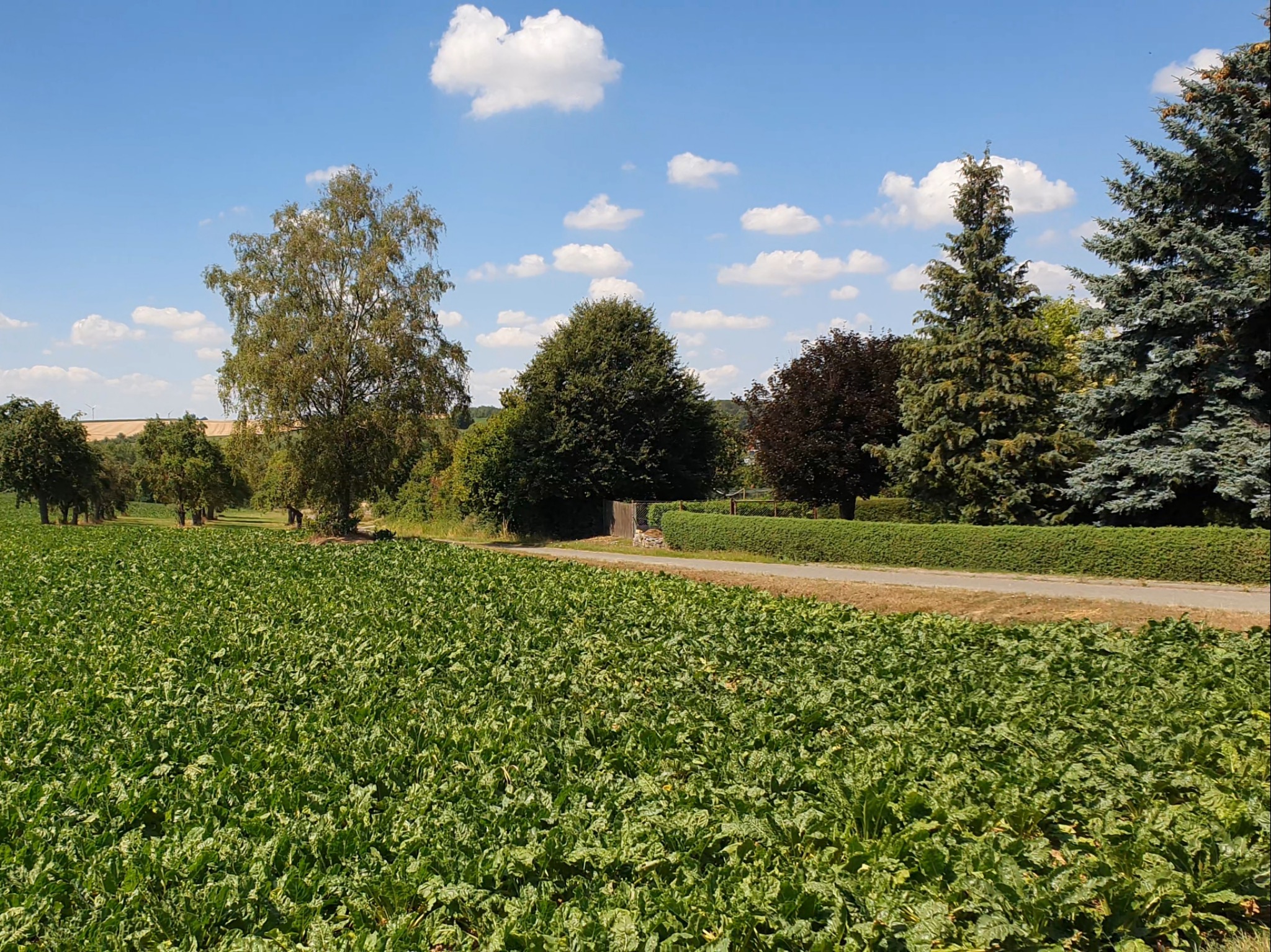 Landschaft Rottenbauer Zwei Minuten ins Grüne: Die Felder der landwirtschaftlichen Betriebe schließen direkt an Rottenbauer an. Foto: Lilli Müller
