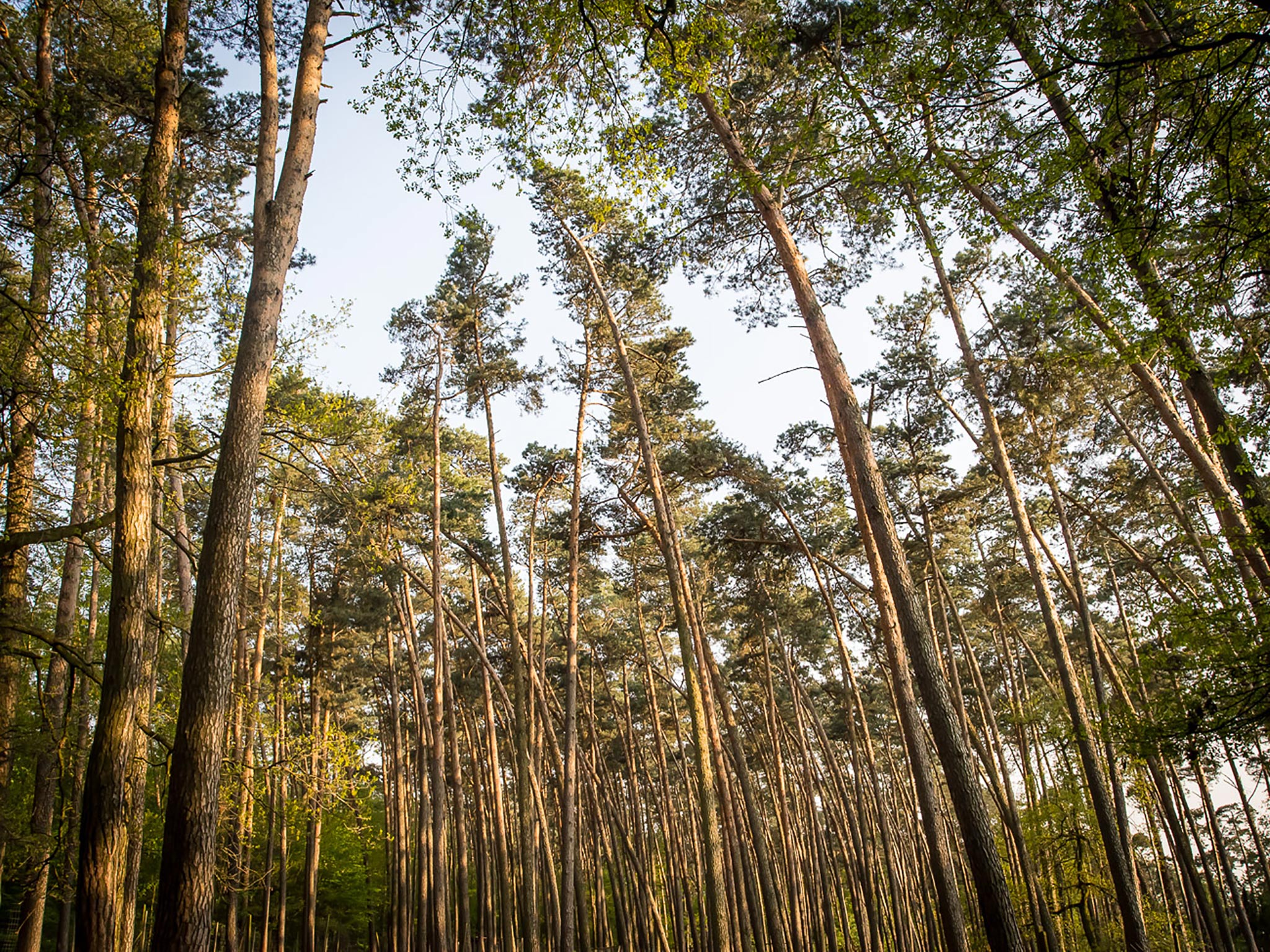 Symbolbild Wald. Foto: Pascal Höfig