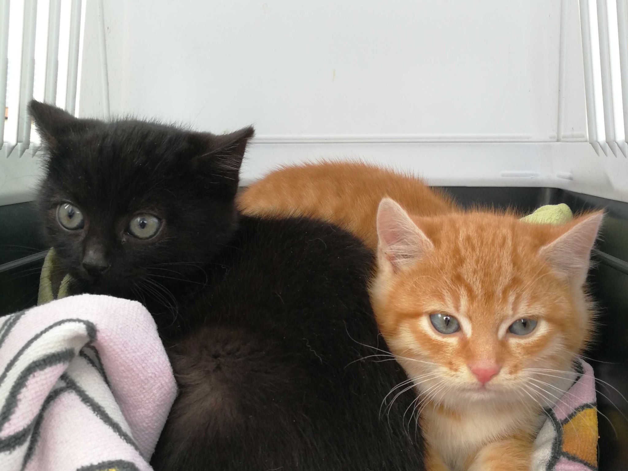 Katzen_Box Symbolbild Katzenbaby. Foto: Katzenhilfe e.V.