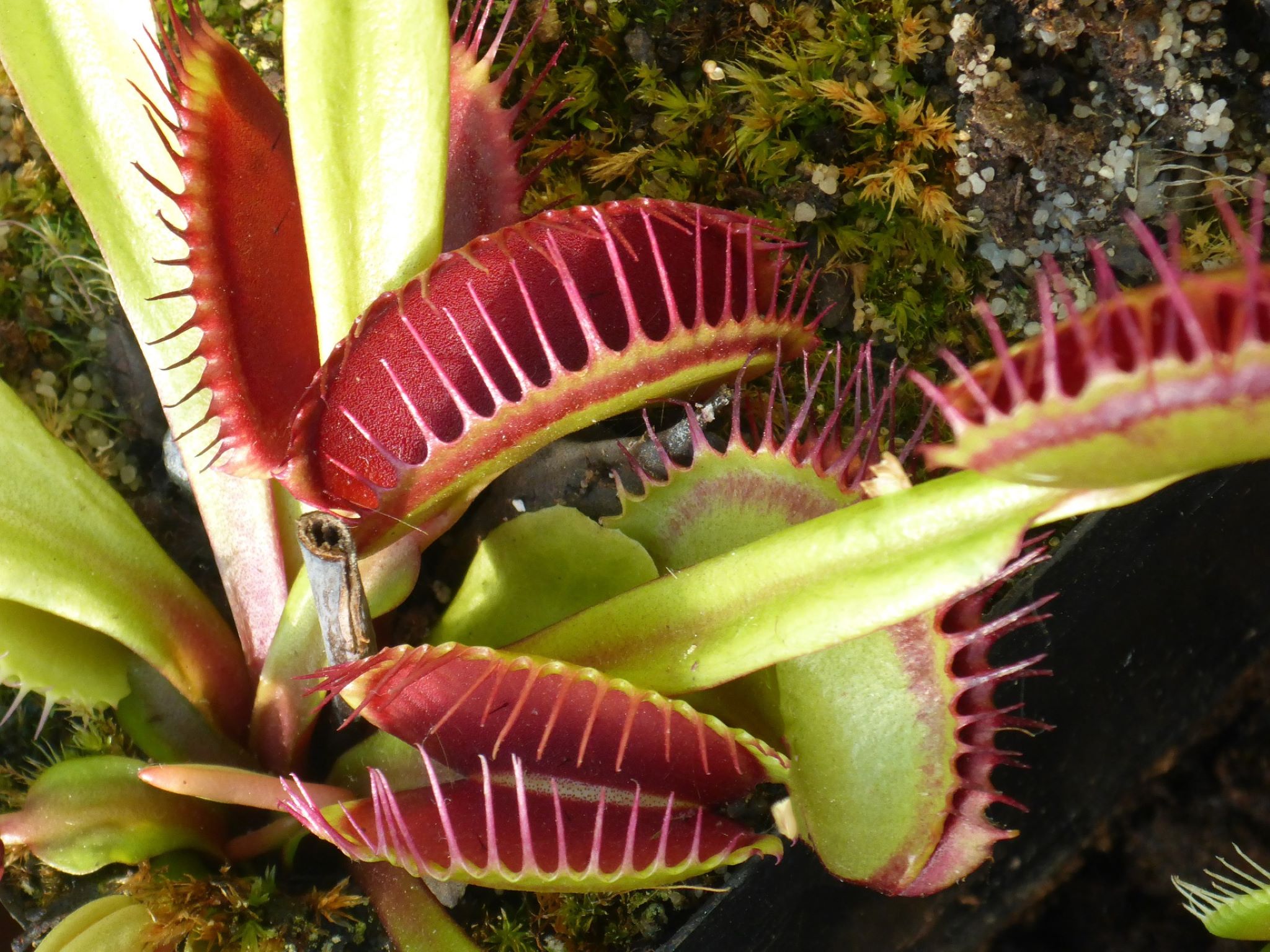 Venusfliegenfalle Venusfliegenfalle. Foto: Pixabay