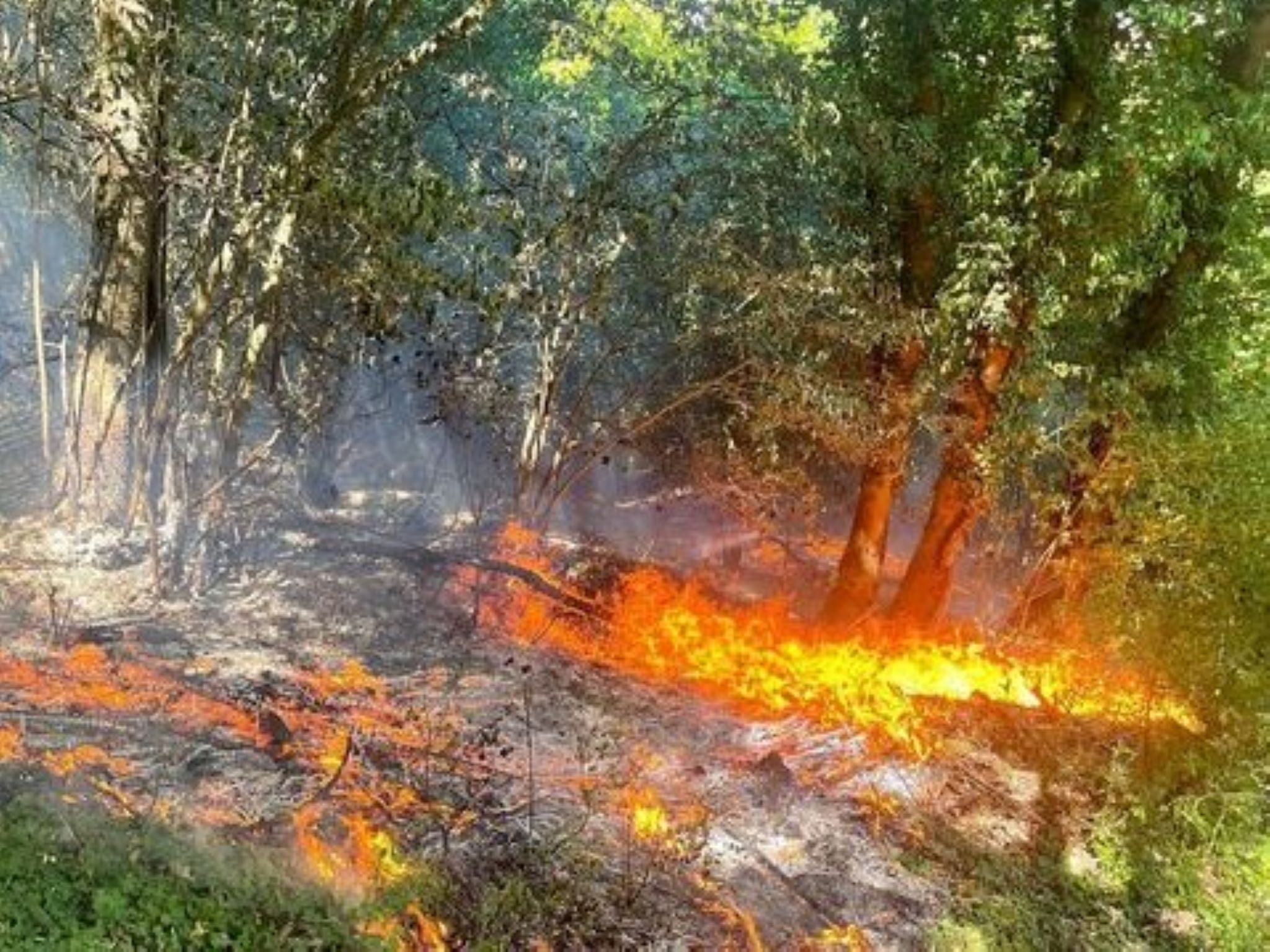 Waldbrand_Kaeppele_Wue Waldbrand in der Nähe des Käppele in Würzburg. Foto: Berufsfeuerwehr Würzburg