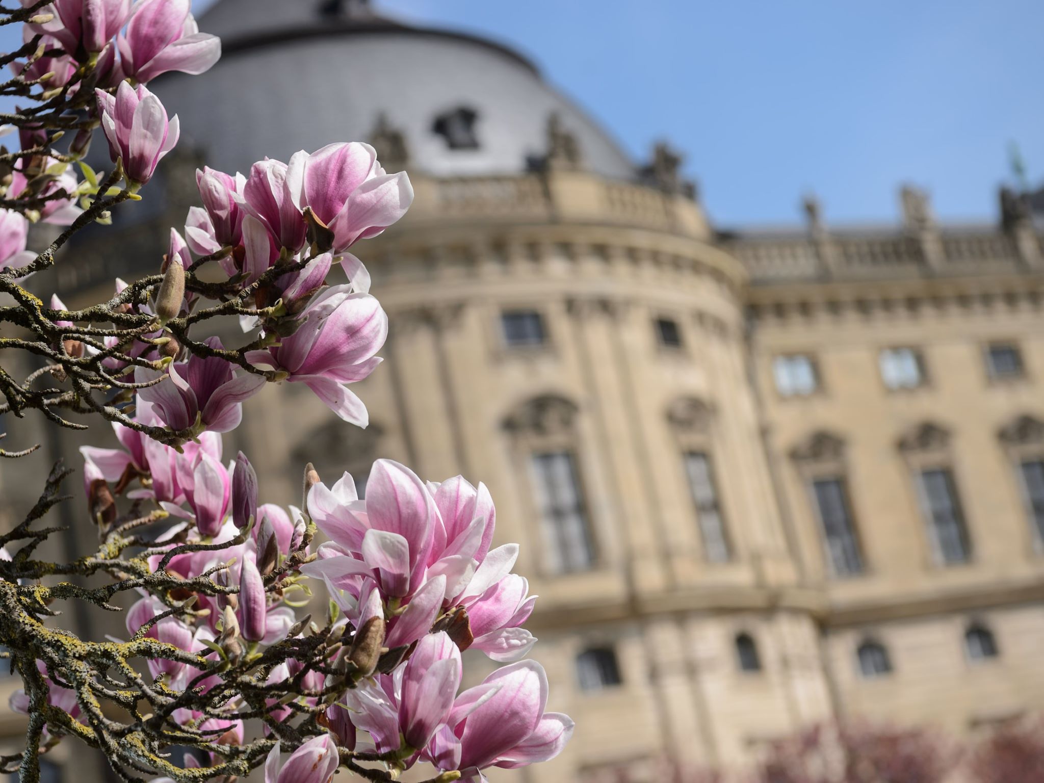 Hofgarten_Residenz_Magnolien Während die Magnolien blühen, ist die Würzburger Residenz ein romantisches Highlight. Foto: Patty Varasano