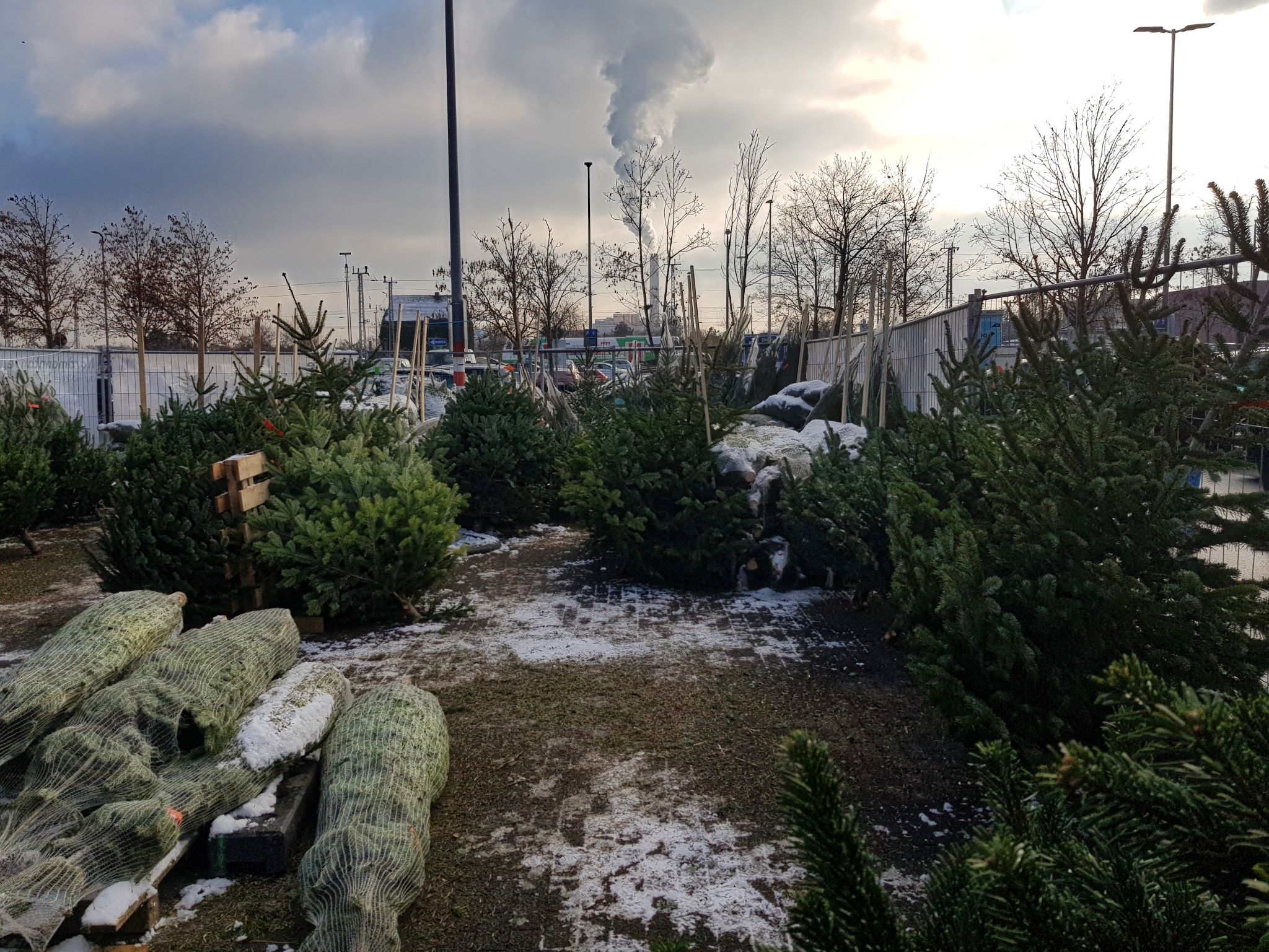 Weihnachtsbaumverkauf in Schweinfurt. Foto: Dirk Flieger
