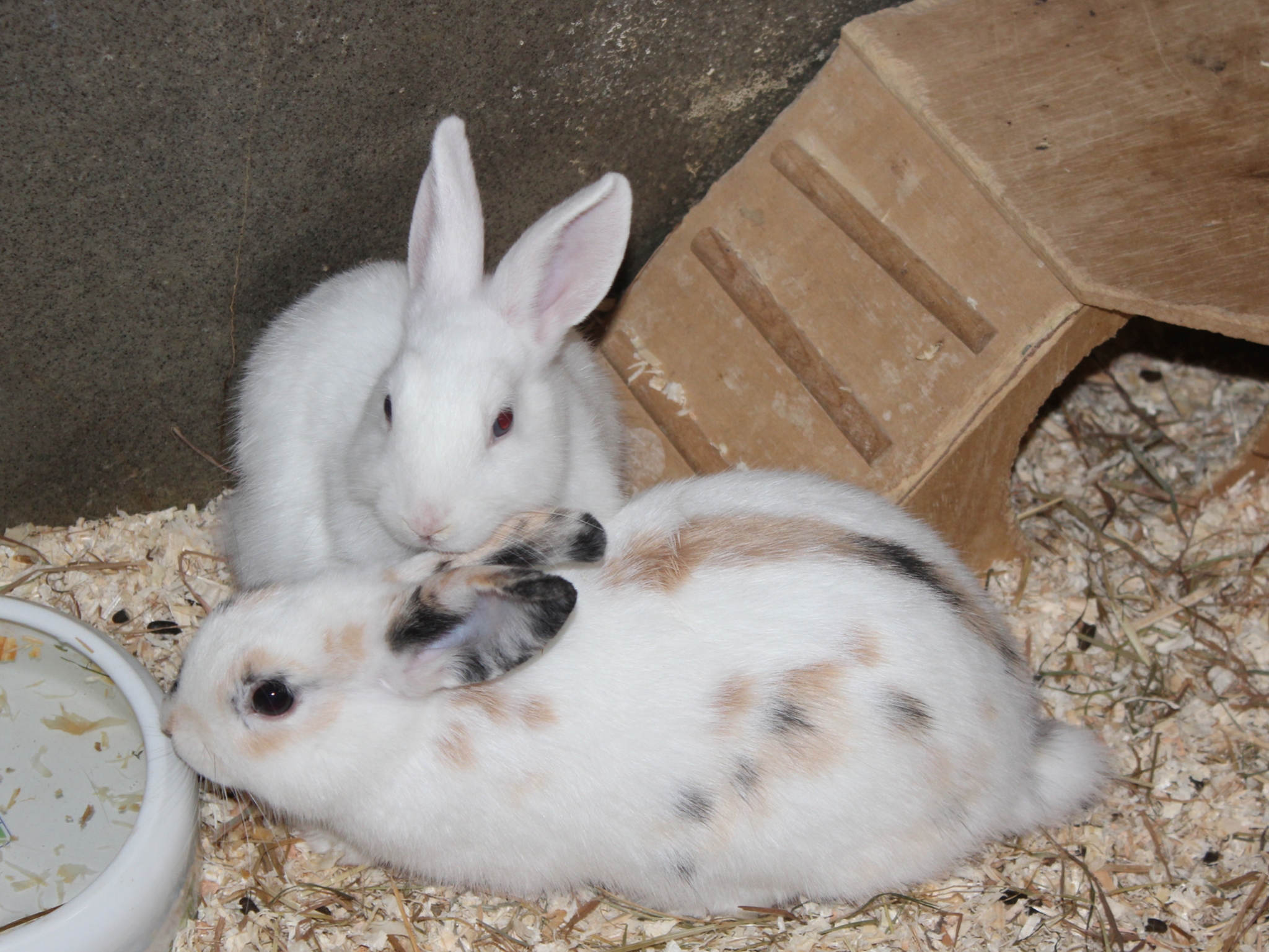 Kaninchen geschnitten