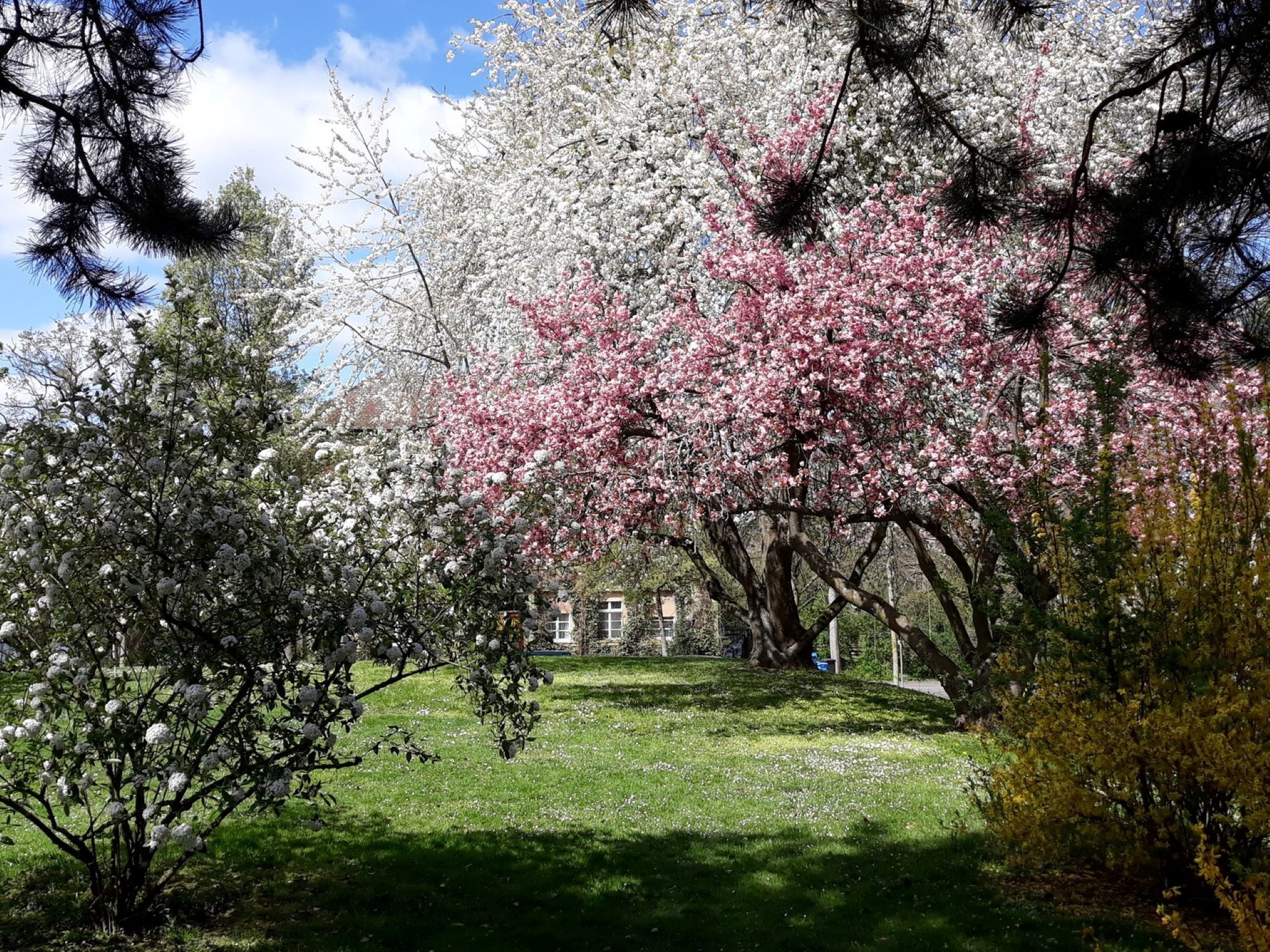 Eugenia Tsykanova frühling So schön sieht der Frühling in Schweinfurt aus. Foto: Eugenia Tsykanova