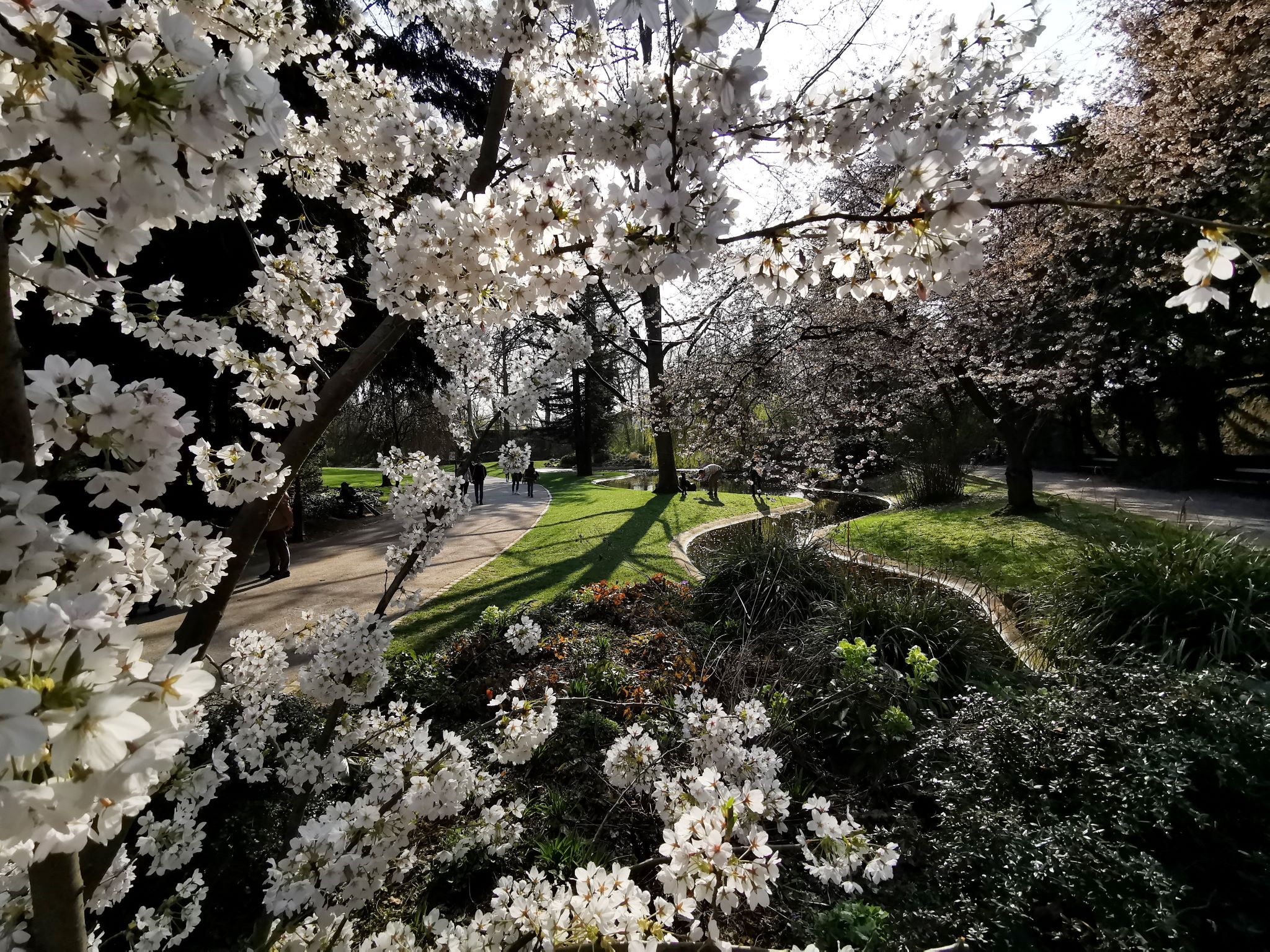 Klein Nizza_Blüte Klein Nizza im Frühling. Foto: Daniel Peter