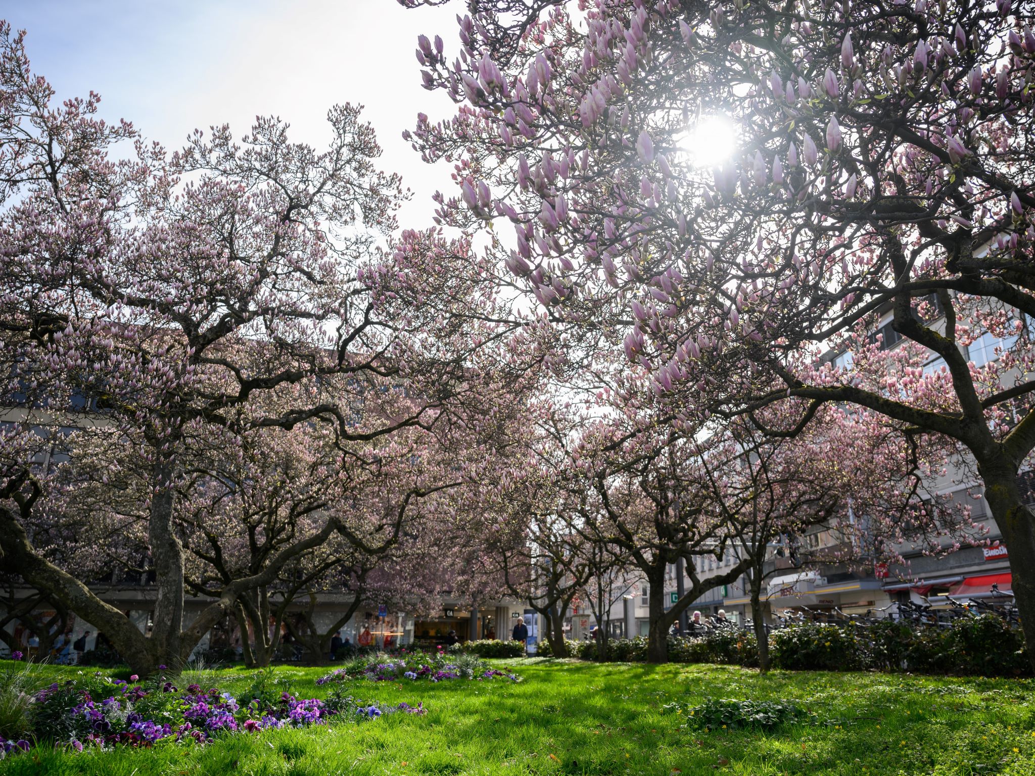 Magnolien im Kaisergärtchen. Foto: Daniel Peter