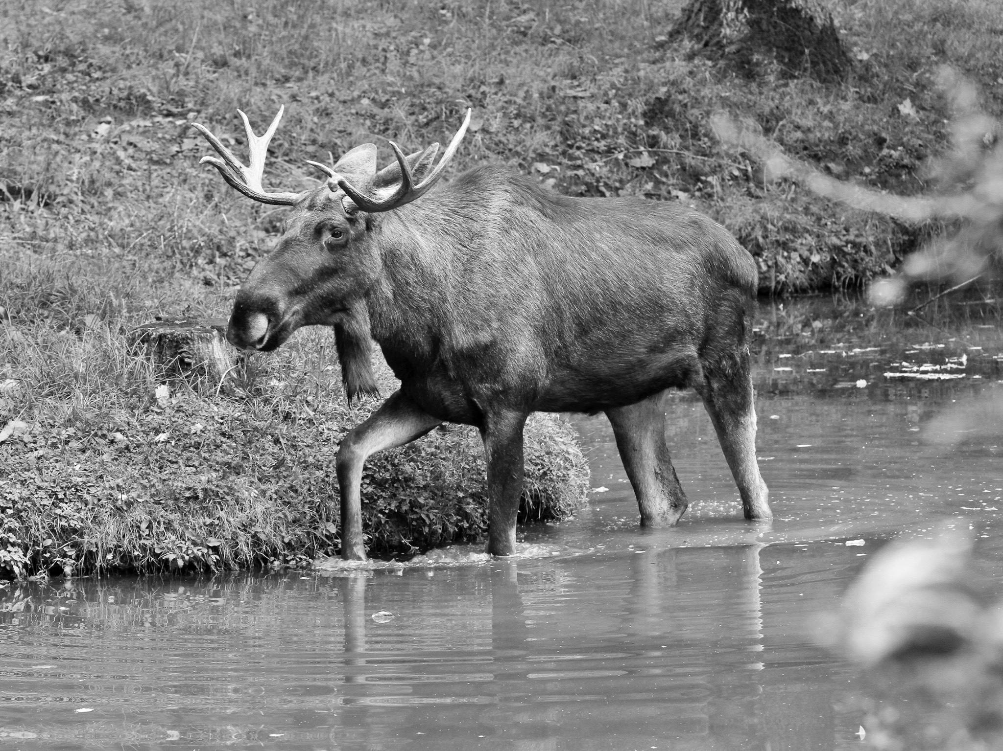 Elch-Lasse_Wildpark_SW Elch Lasse weilt nicht mehr unter uns. Foto: Florian Dittert