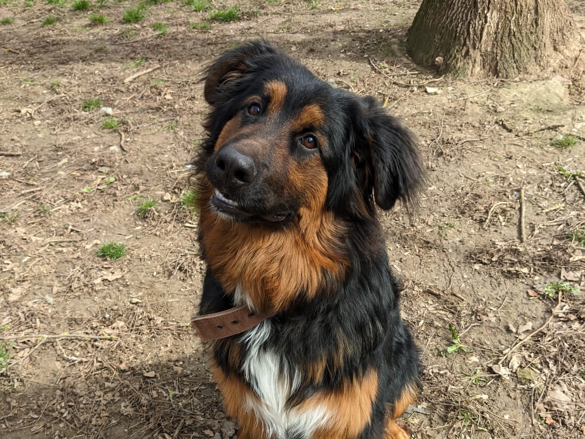 Hund Huckleberry Huckleberry aus dem Tierheim Würzburg fragt sich: Wer will mich?. Foto: Tierheim Würzburg.