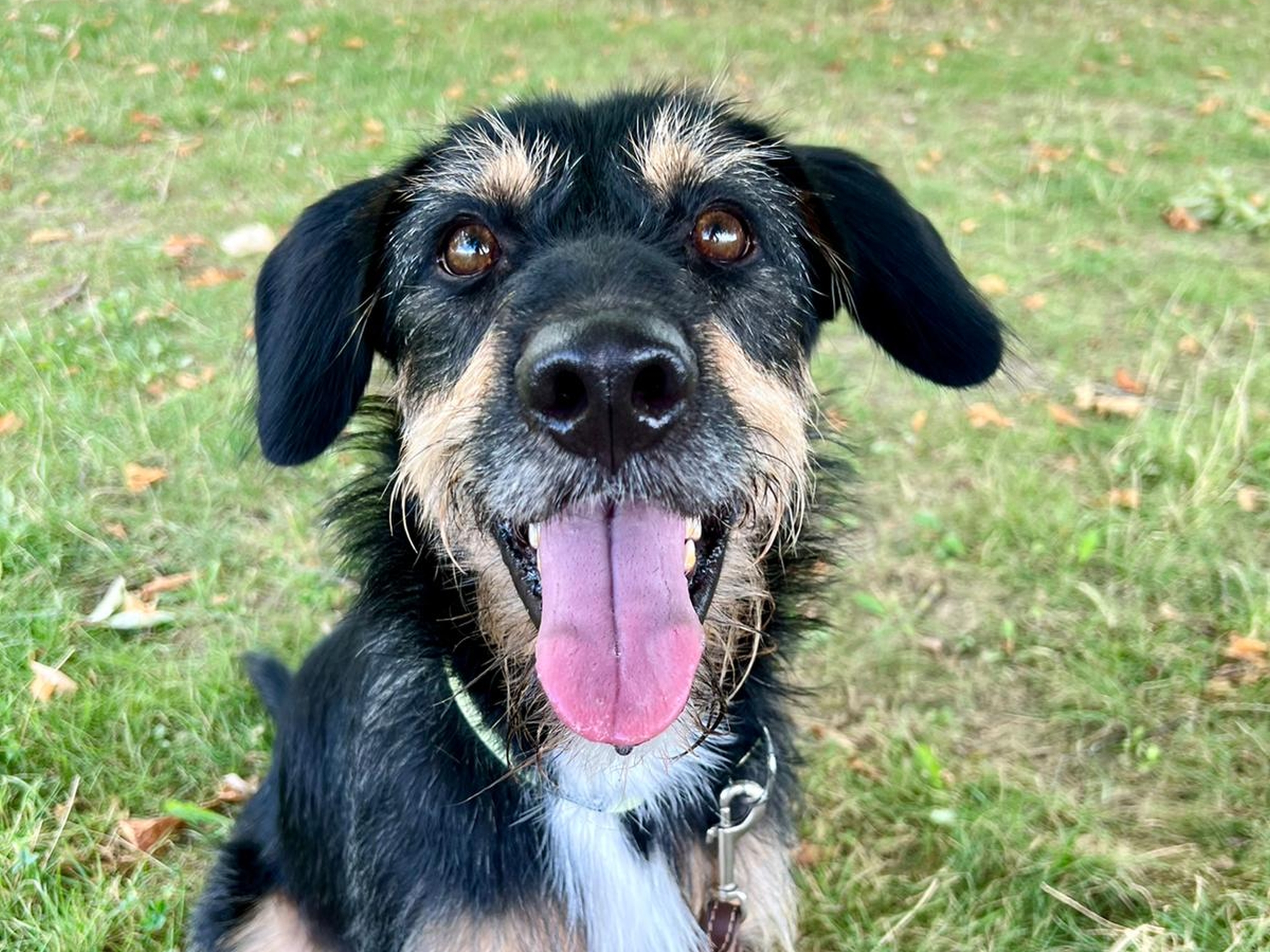 Mac Der Mischling Mac aus dem Tierheim Würzburg sucht ein sicheres Zuhause. Foto: Tierheim Würzburg.