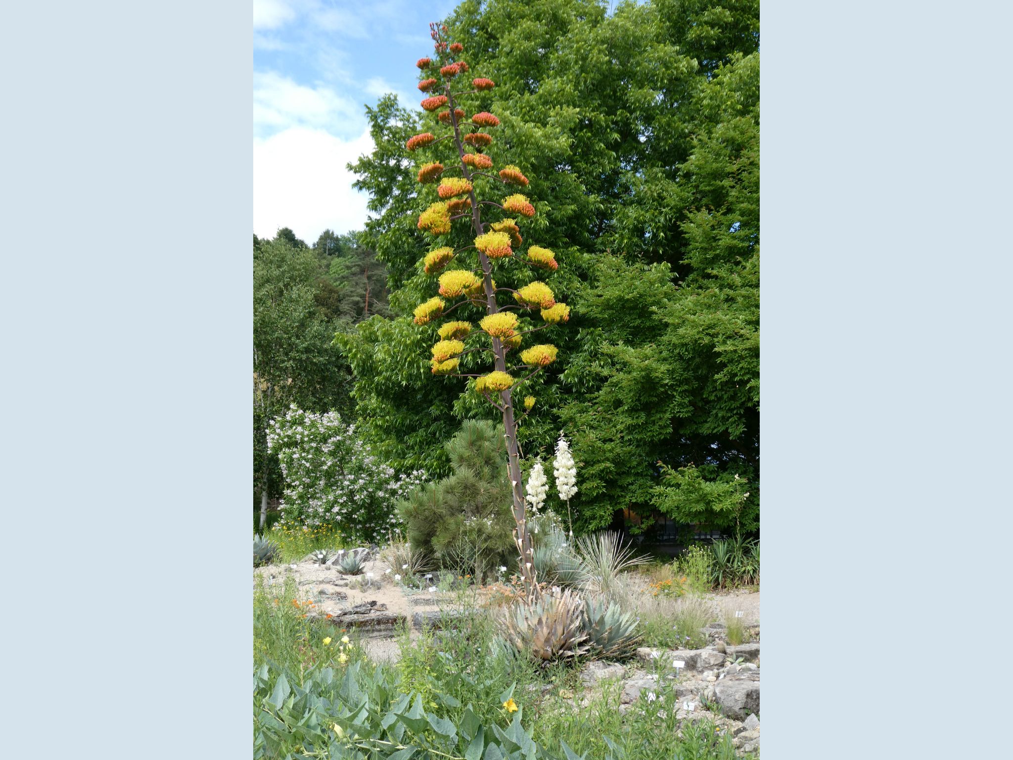 BotGarten_Agave_Pflanze Fünf Meter ragt der Blütenstand der Agave im Botanischen Garten der Uni Würzburg in die Höhe. Foto: Gerd Vogg / Uni Würzburg