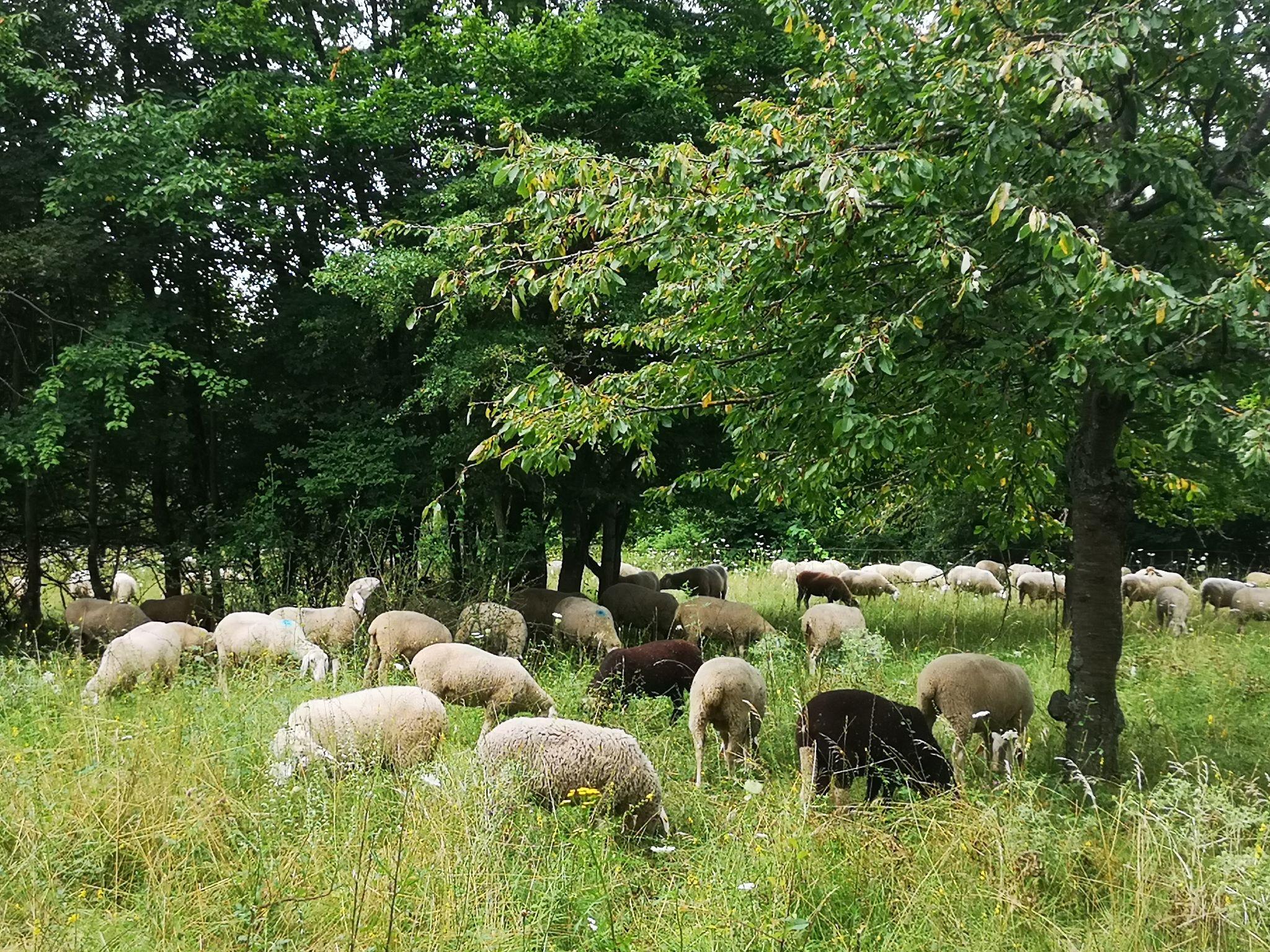 Shafherde