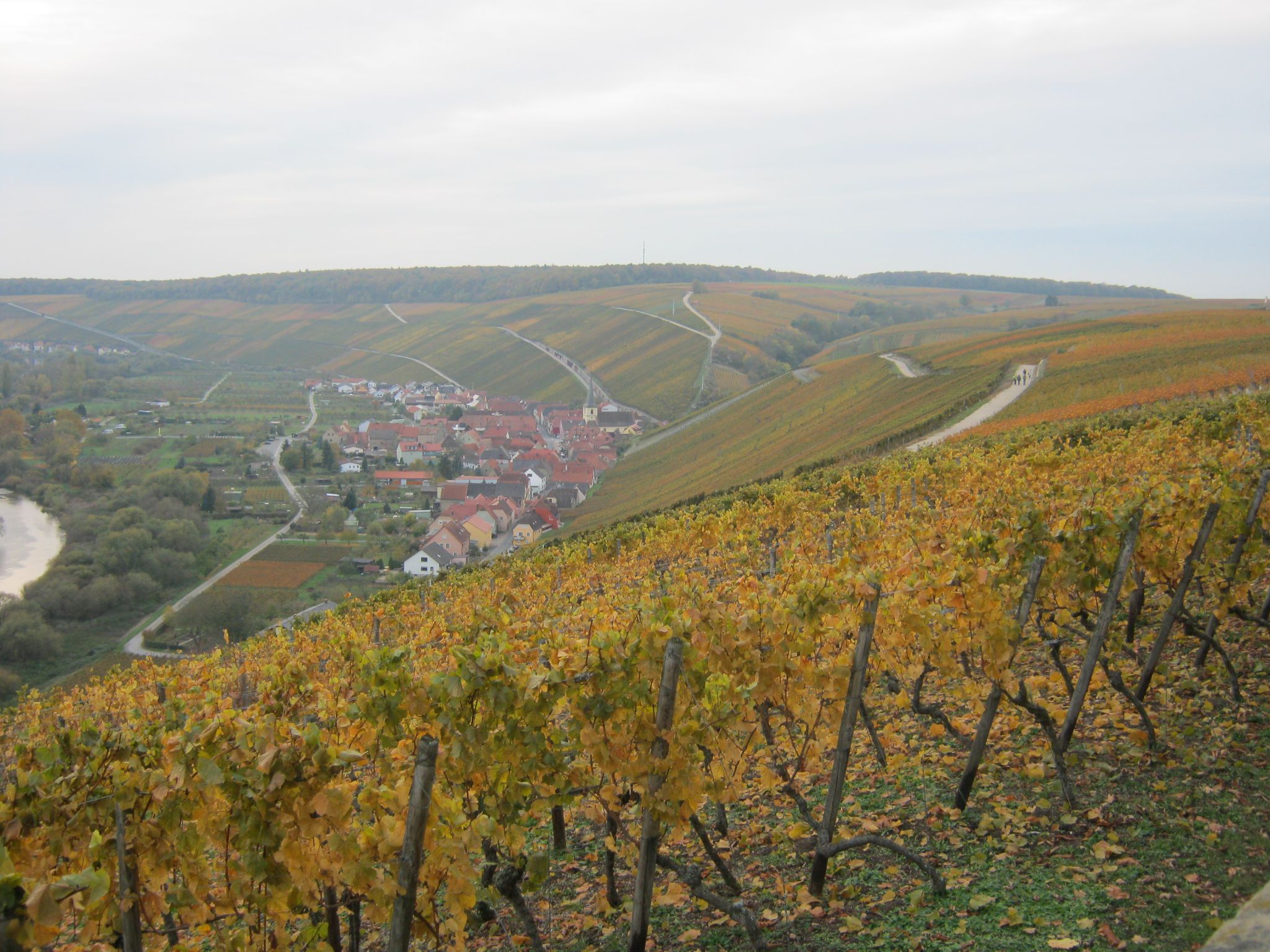Aussicht im Herbst von der Mainschleife auf das Winzerdorf Escherndorf. Foto: Philipp Heilgenthal