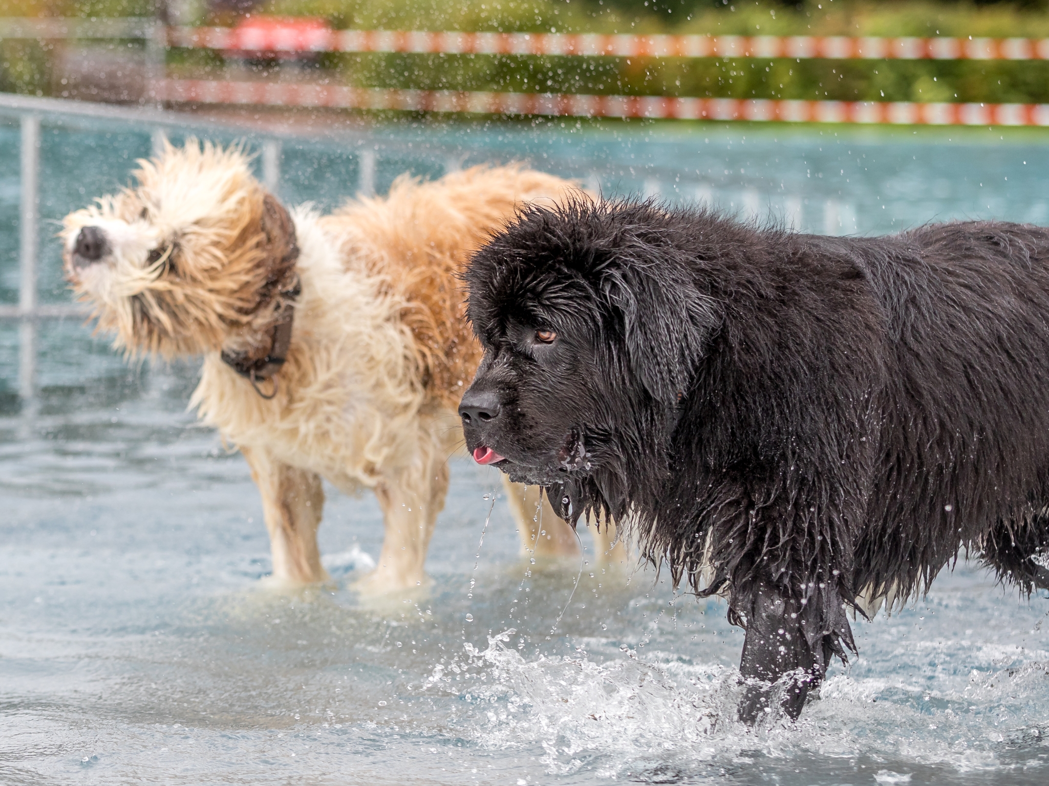 Für manche Vierbeiner aus Würzburg das Highlight des Jahres: Der Hundebadetag im Dallenbergbad. Foto: Patty Varasano.