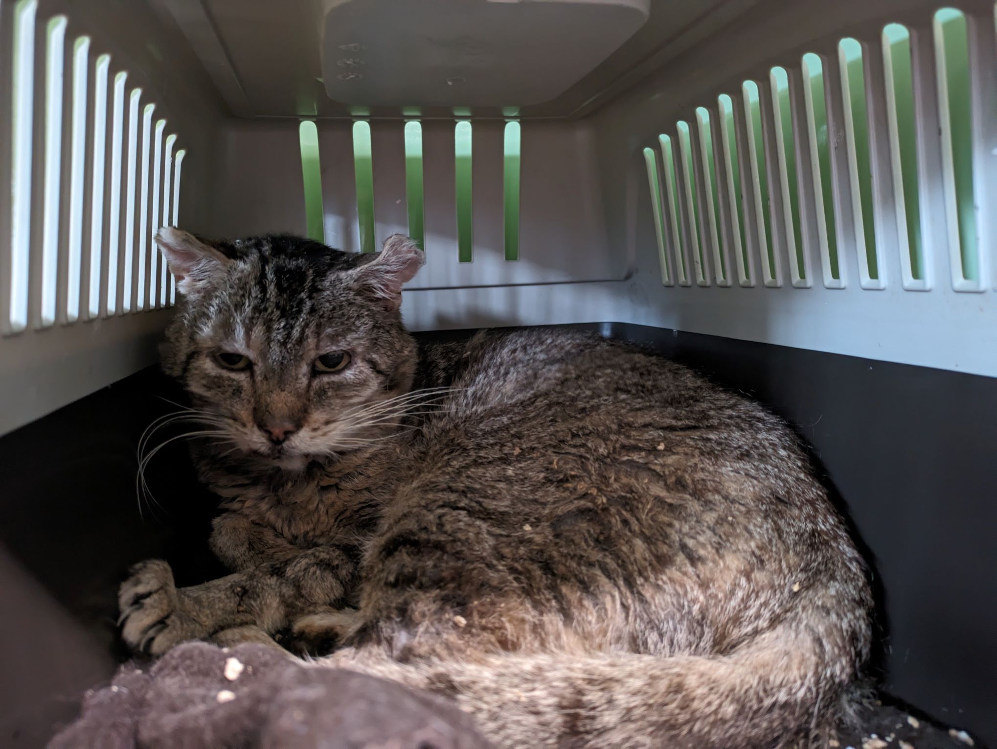 Kater Ewald Tierheim Schwebheim Kater Ewald. Foto: Tierheim Schwebheim