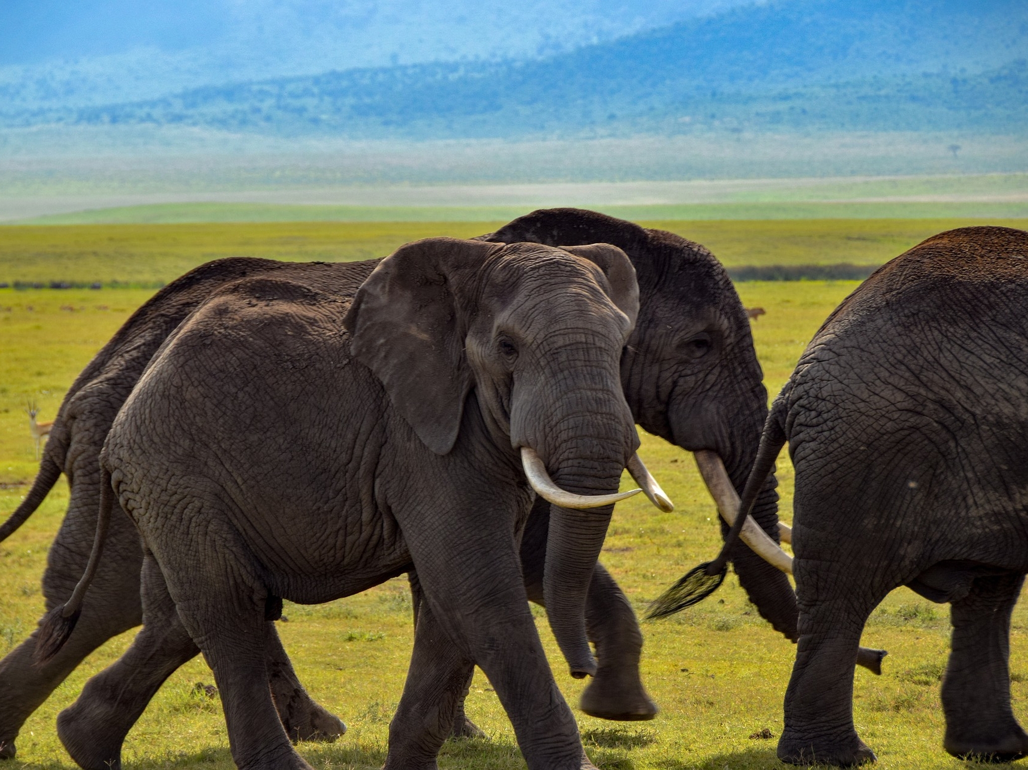 elephant-4389434_1920 Auf einer Safari in Tansania kann man unter anderem spektakuläre Elefanten beobachten. Foto: pixabay.
