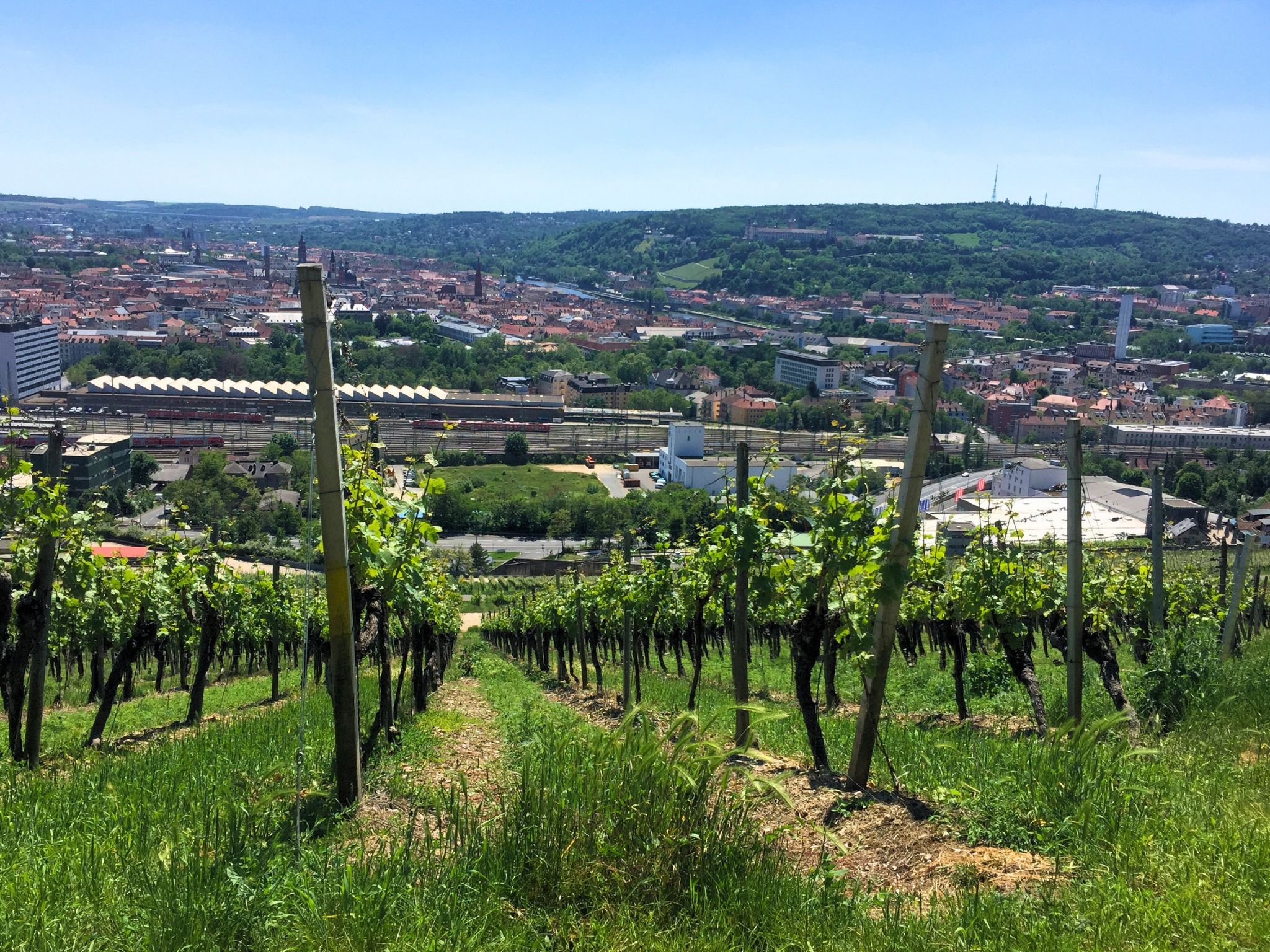 Grombühler Weinberge. Foto: Michelle Engelbrecht.