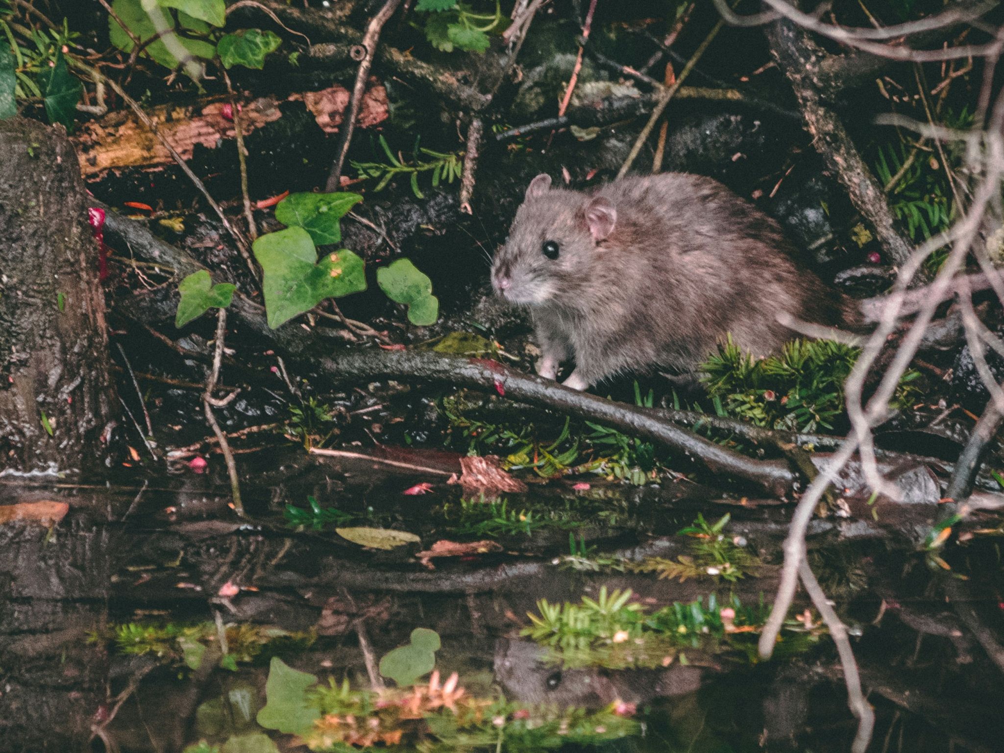 Ratten-wü