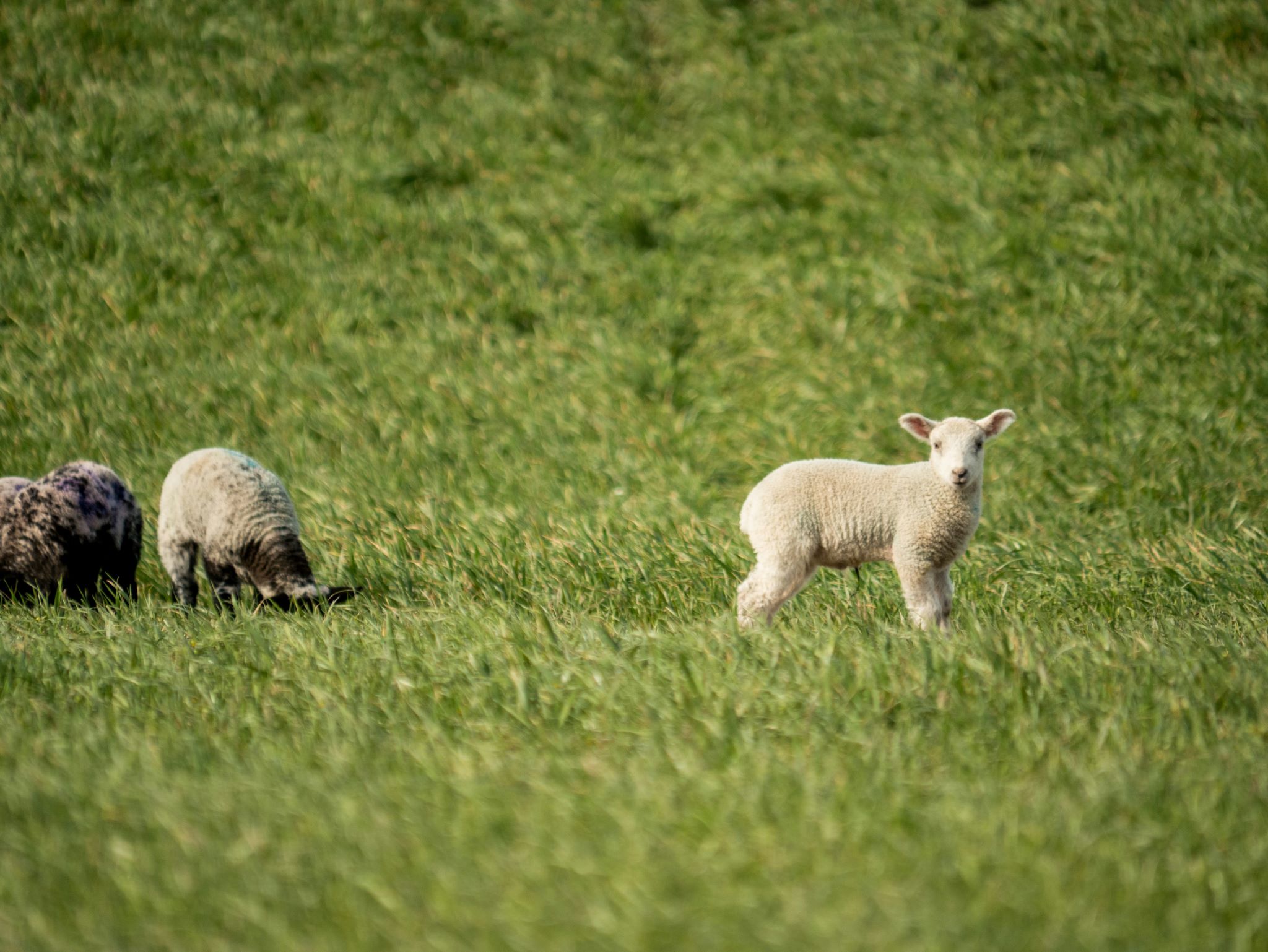 Symbol_Lamm_Schaf Symbolfoto Lämmer. Foto: Matt Seymour/Unsplash