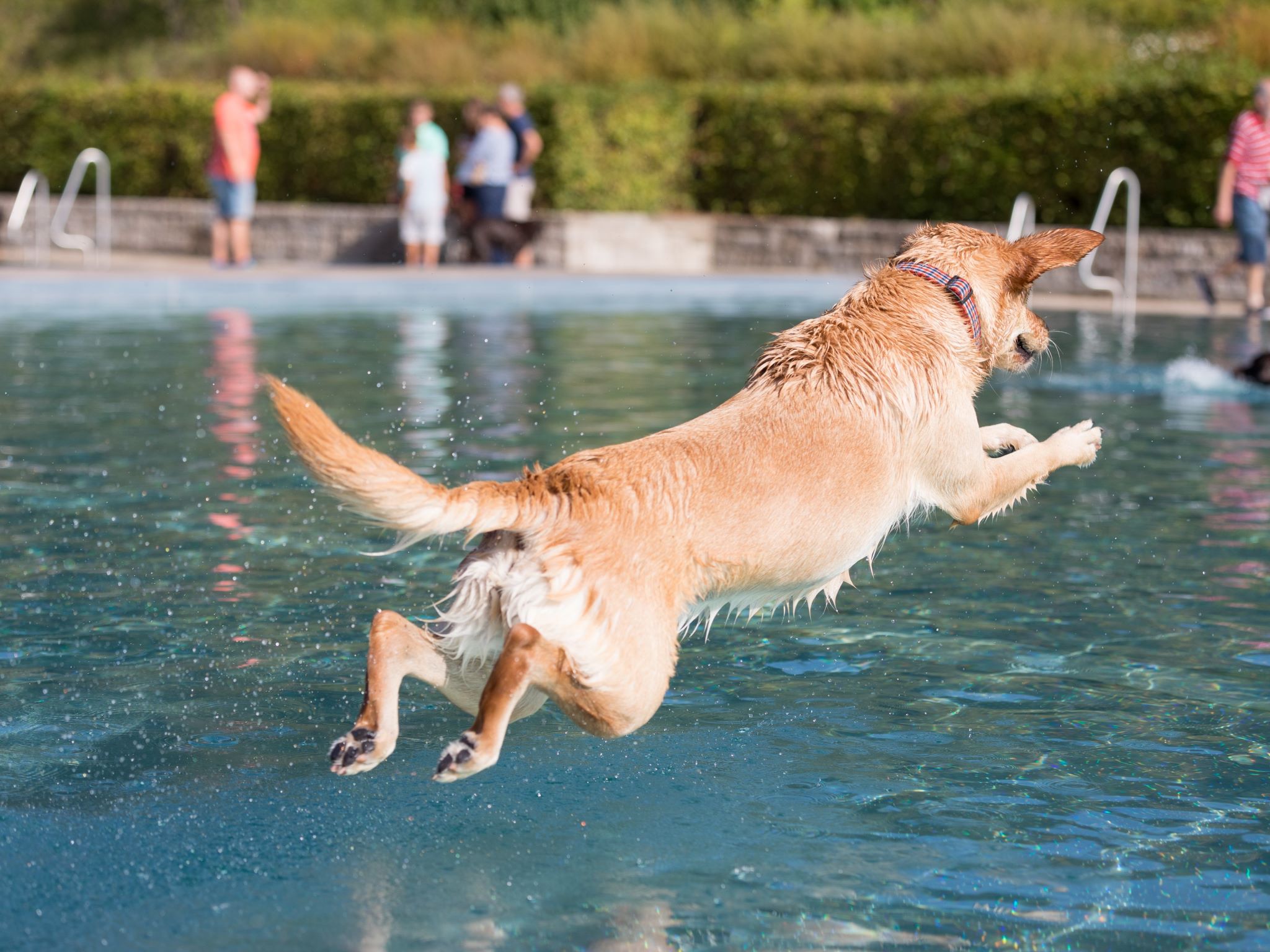 Am "DogDay" im SILVANA dürfen die Vierbeiner schwimmen gehen. Foto: Patty Varasano